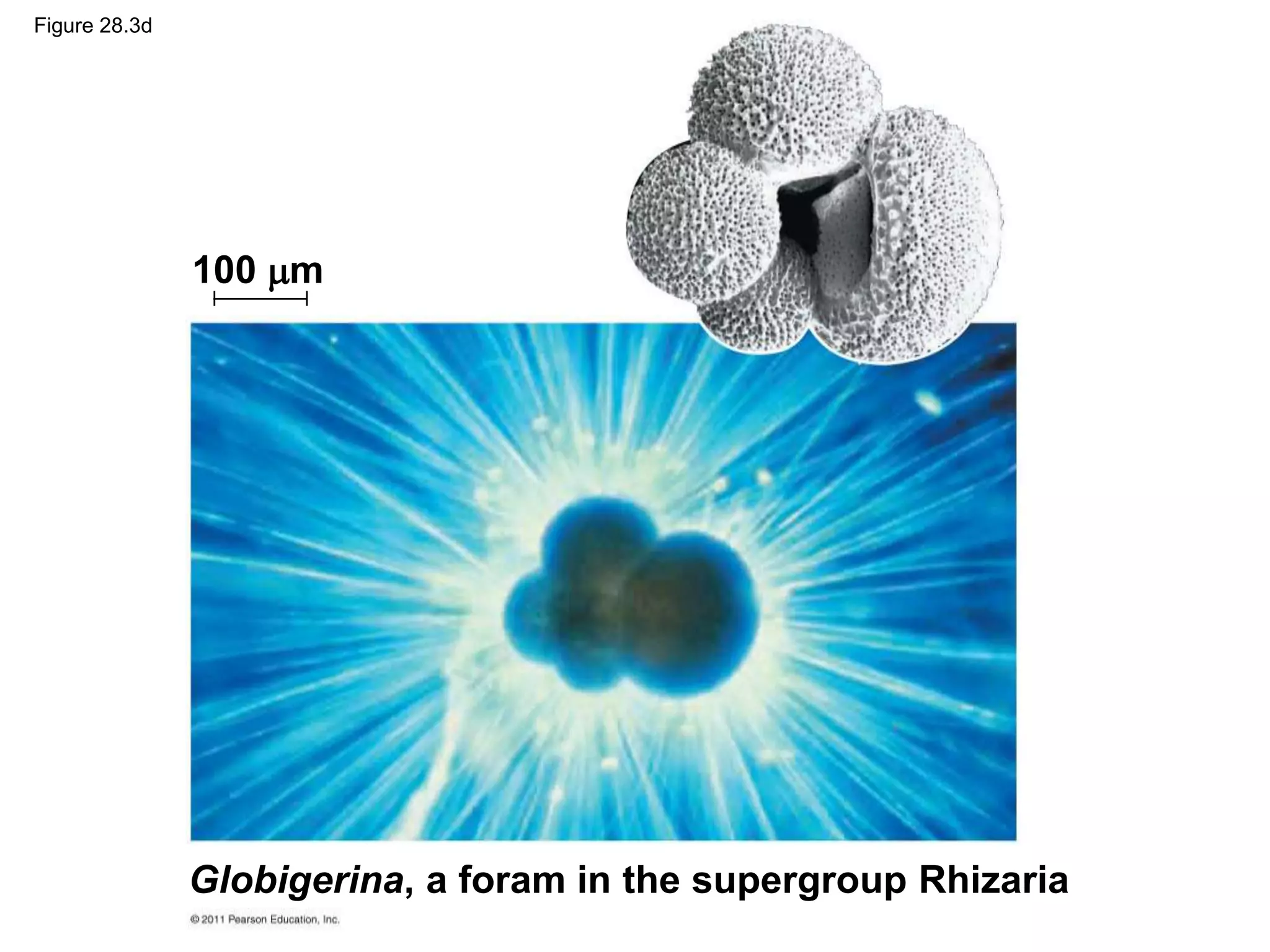 Globigerina, a foram in the supergroup Rhizaria
100 m
Figure 28.3d
 
