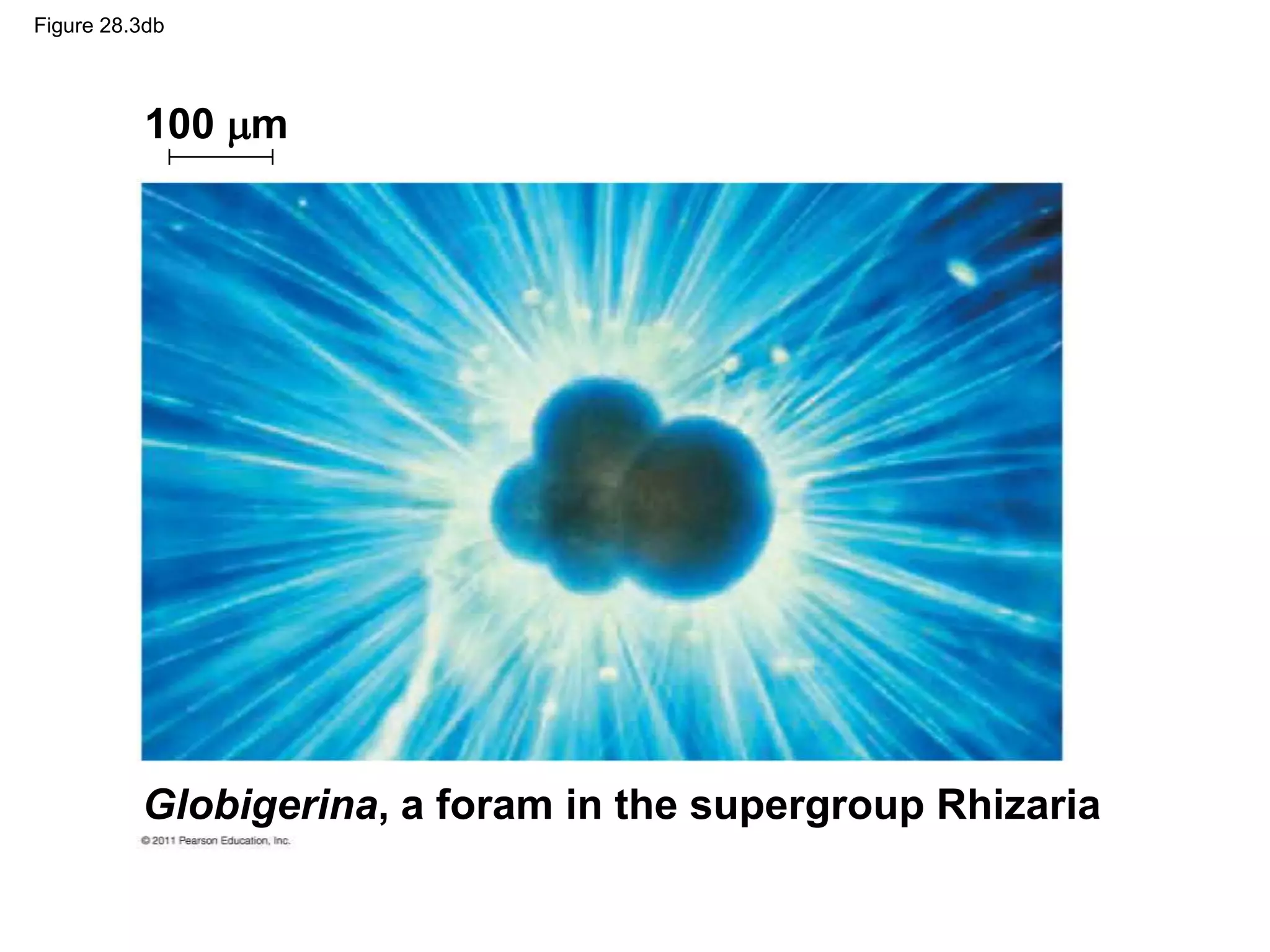 Figure 28.3db
Globigerina, a foram in the supergroup Rhizaria
100 m
 