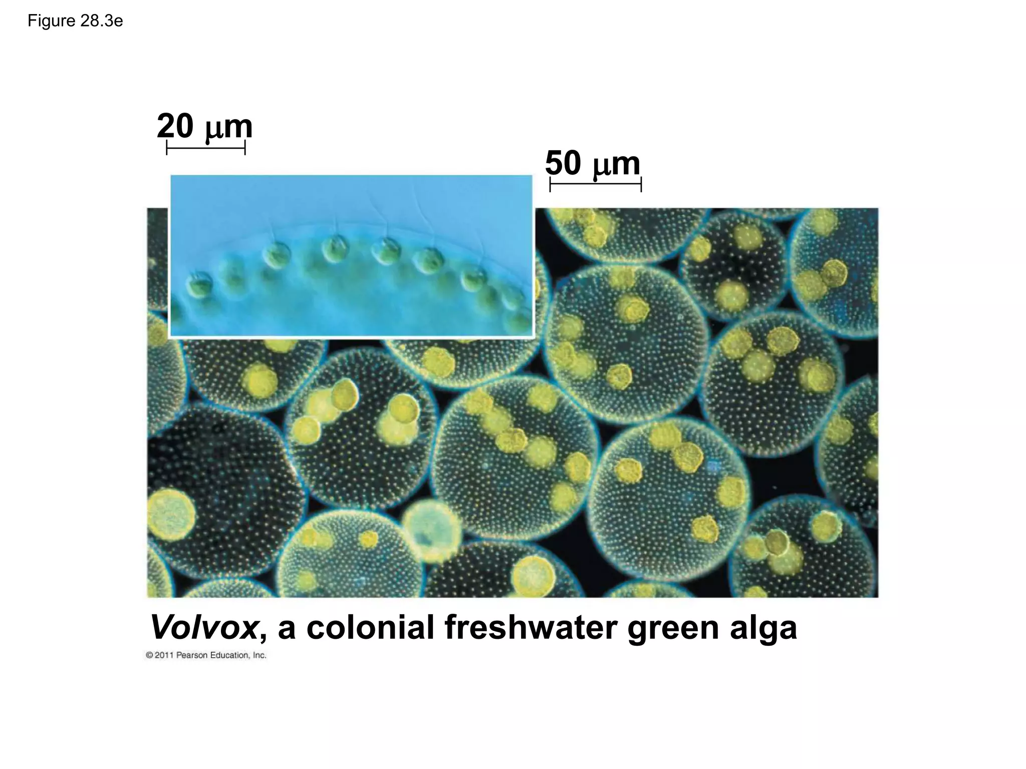 Figure 28.3e
Volvox, a colonial freshwater green alga
20 m
50 m
 