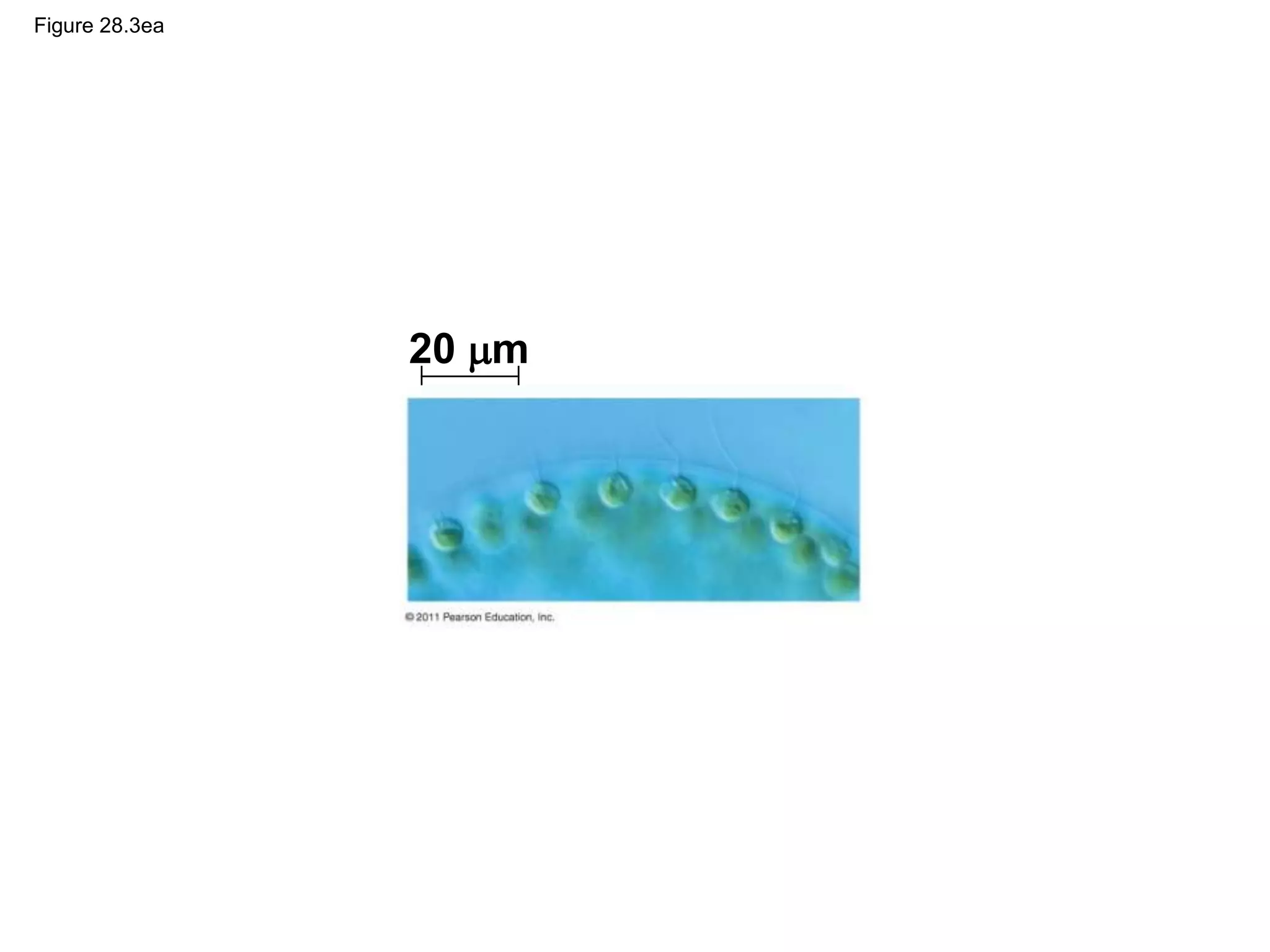 Figure 28.3ea
20 m
 