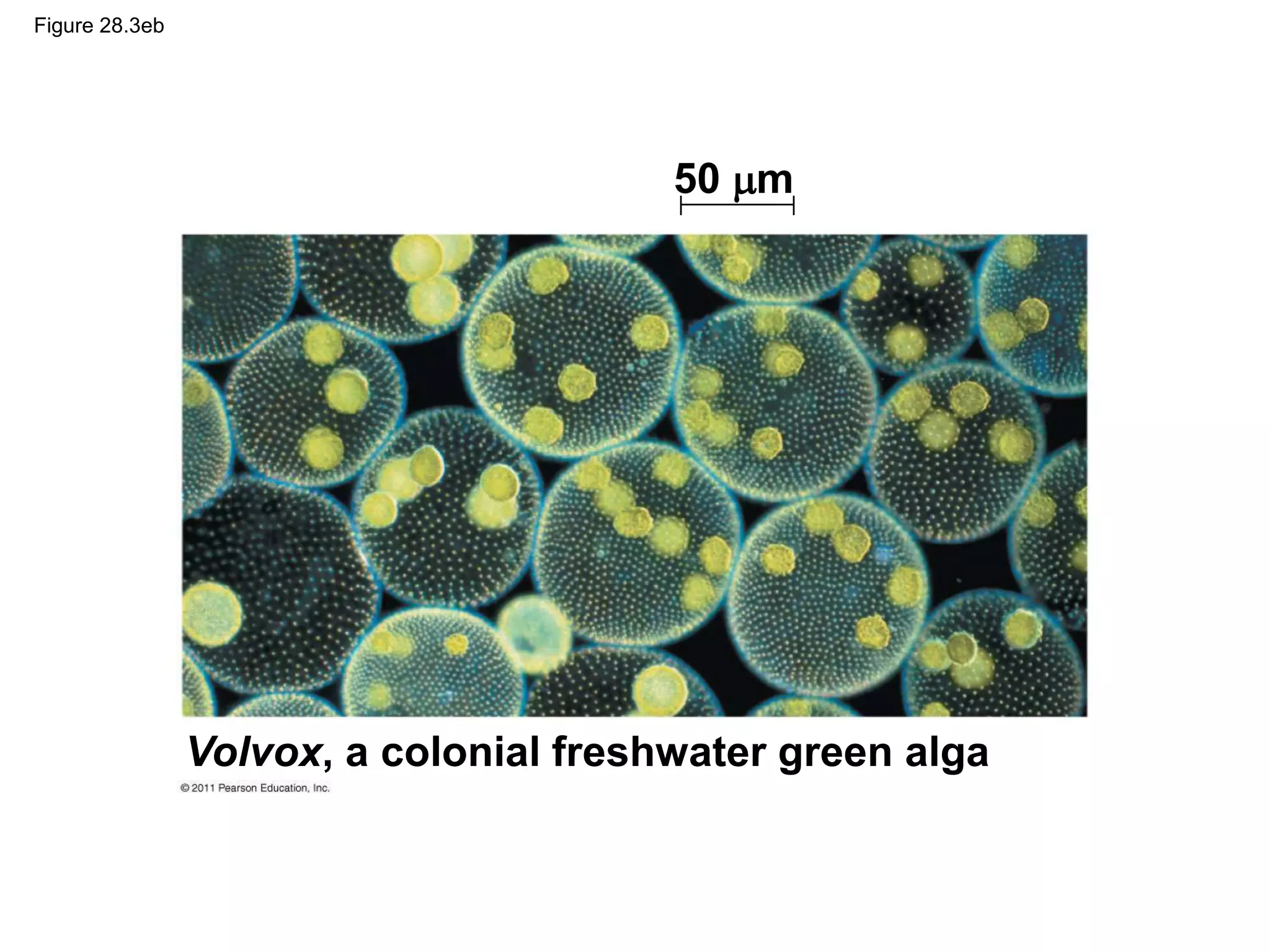 Figure 28.3eb
Volvox, a colonial freshwater green alga
50 m
 