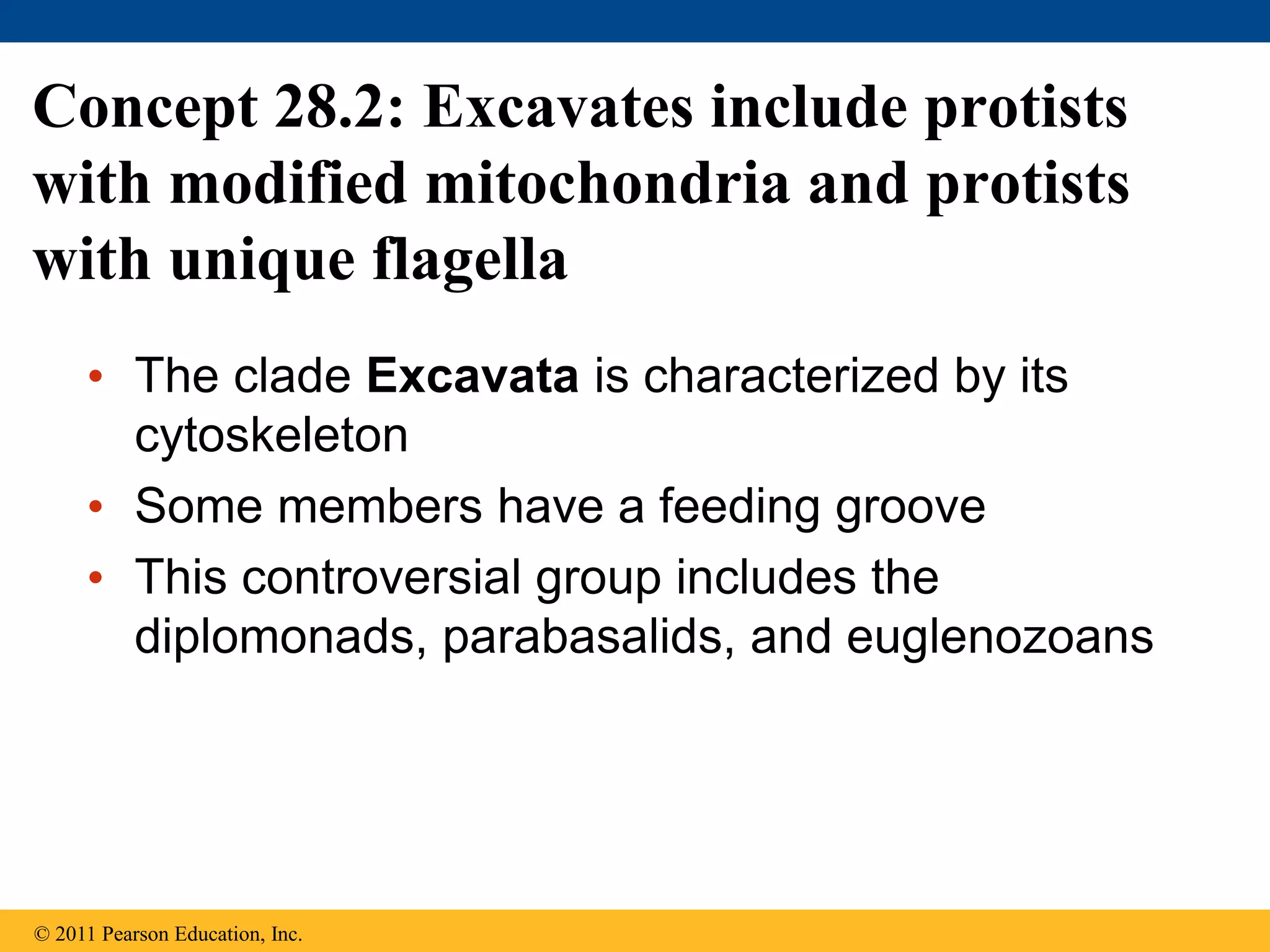 • The clade Excavata is characterized by its
cytoskeleton
• Some members have a feeding groove
• This controversial group includes the
diplomonads, parabasalids, and euglenozoans
Concept 28.2: Excavates include protists
with modified mitochondria and protists
with unique flagella
© 2011 Pearson Education, Inc.
 