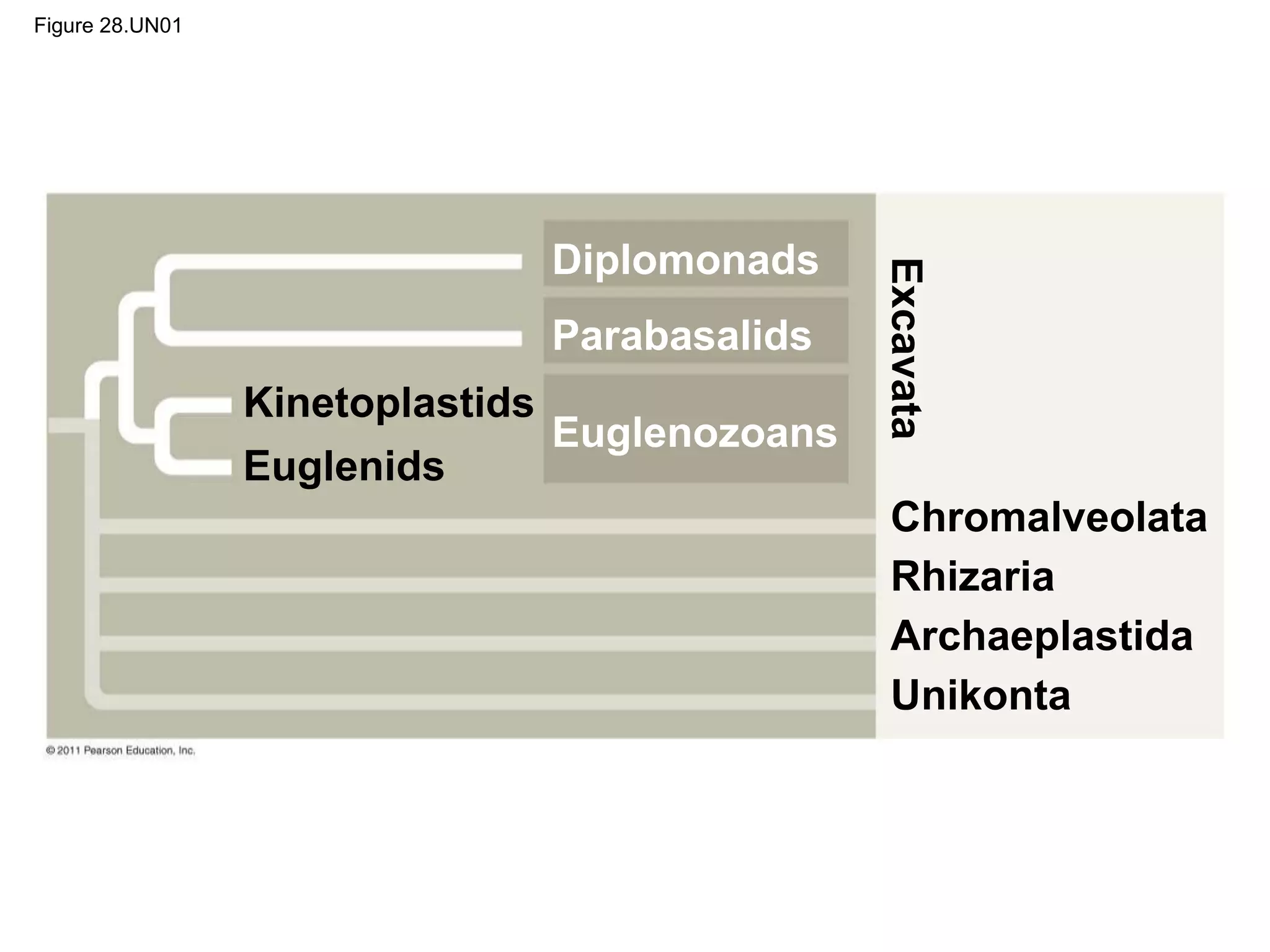 Figure 28.UN01
Kinetoplastids
Euglenids
Euglenozoans
Diplomonads
Parabasalids
Excavata
Chromalveolata
Rhizaria
Archaeplastida
Unikonta
 