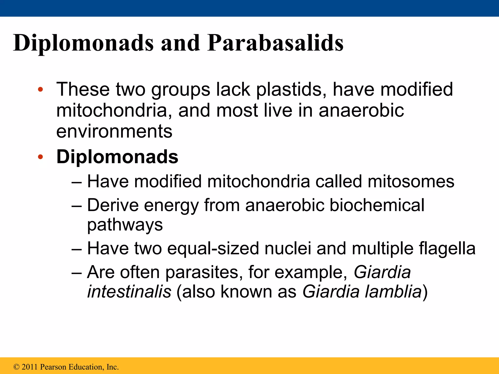 Diplomonads and Parabasalids
• These two groups lack plastids, have modified
mitochondria, and most live in anaerobic
environments
• Diplomonads
– Have modified mitochondria called mitosomes
– Derive energy from anaerobic biochemical
pathways
– Have two equal-sized nuclei and multiple flagella
– Are often parasites, for example, Giardia
intestinalis (also known as Giardia lamblia)
© 2011 Pearson Education, Inc.
 
