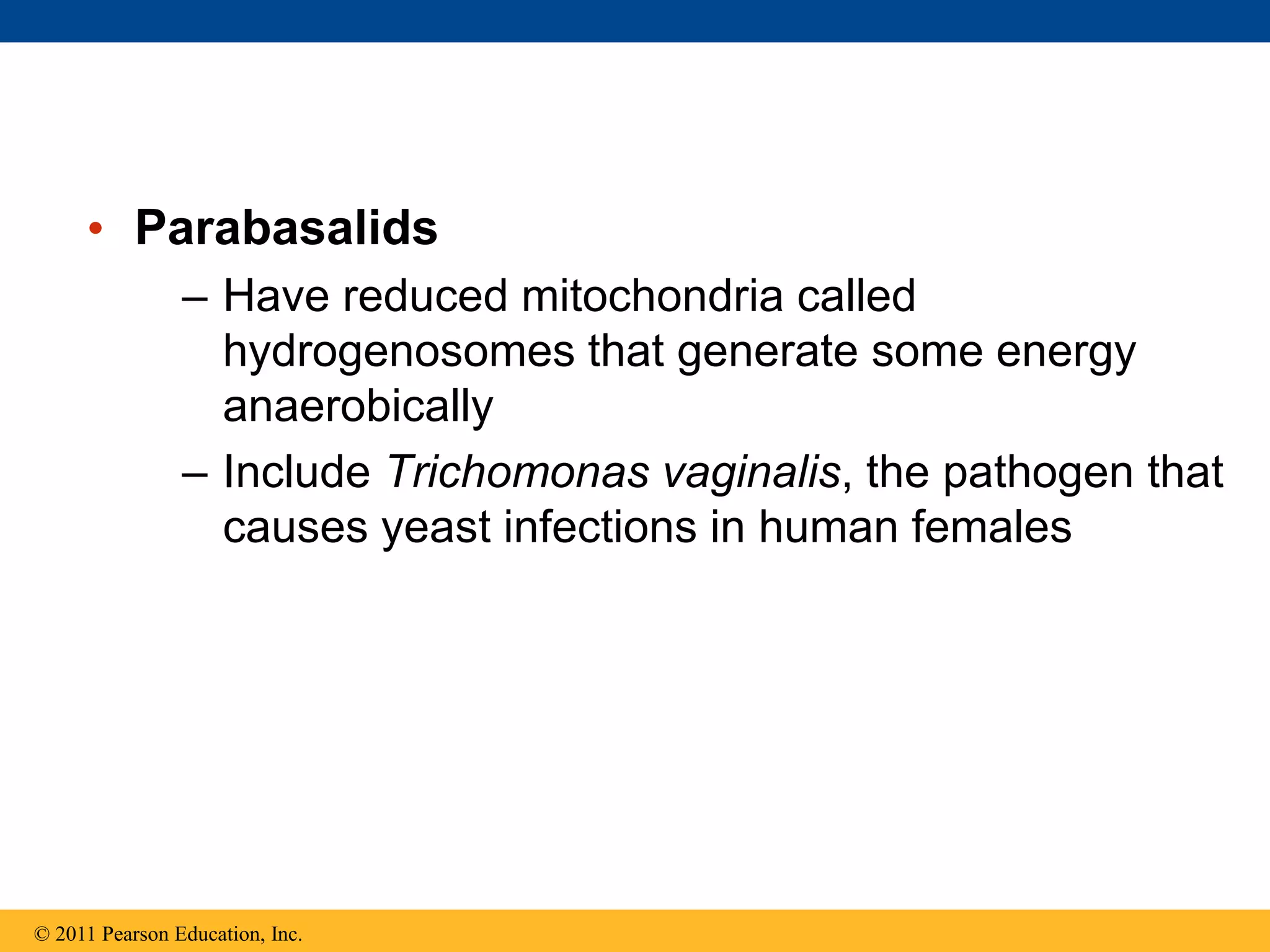• Parabasalids
– Have reduced mitochondria called
hydrogenosomes that generate some energy
anaerobically
– Include Trichomonas vaginalis, the pathogen that
causes yeast infections in human females
© 2011 Pearson Education, Inc.
 