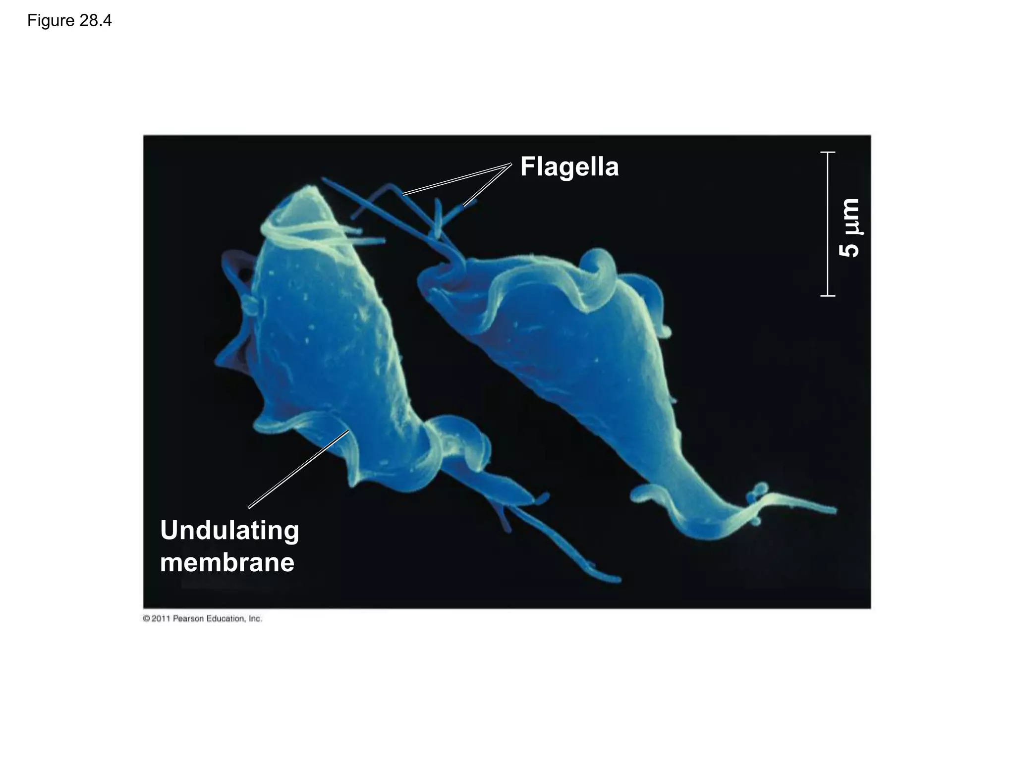 Figure 28.4
Flagella
5
m
Undulating
membrane
 