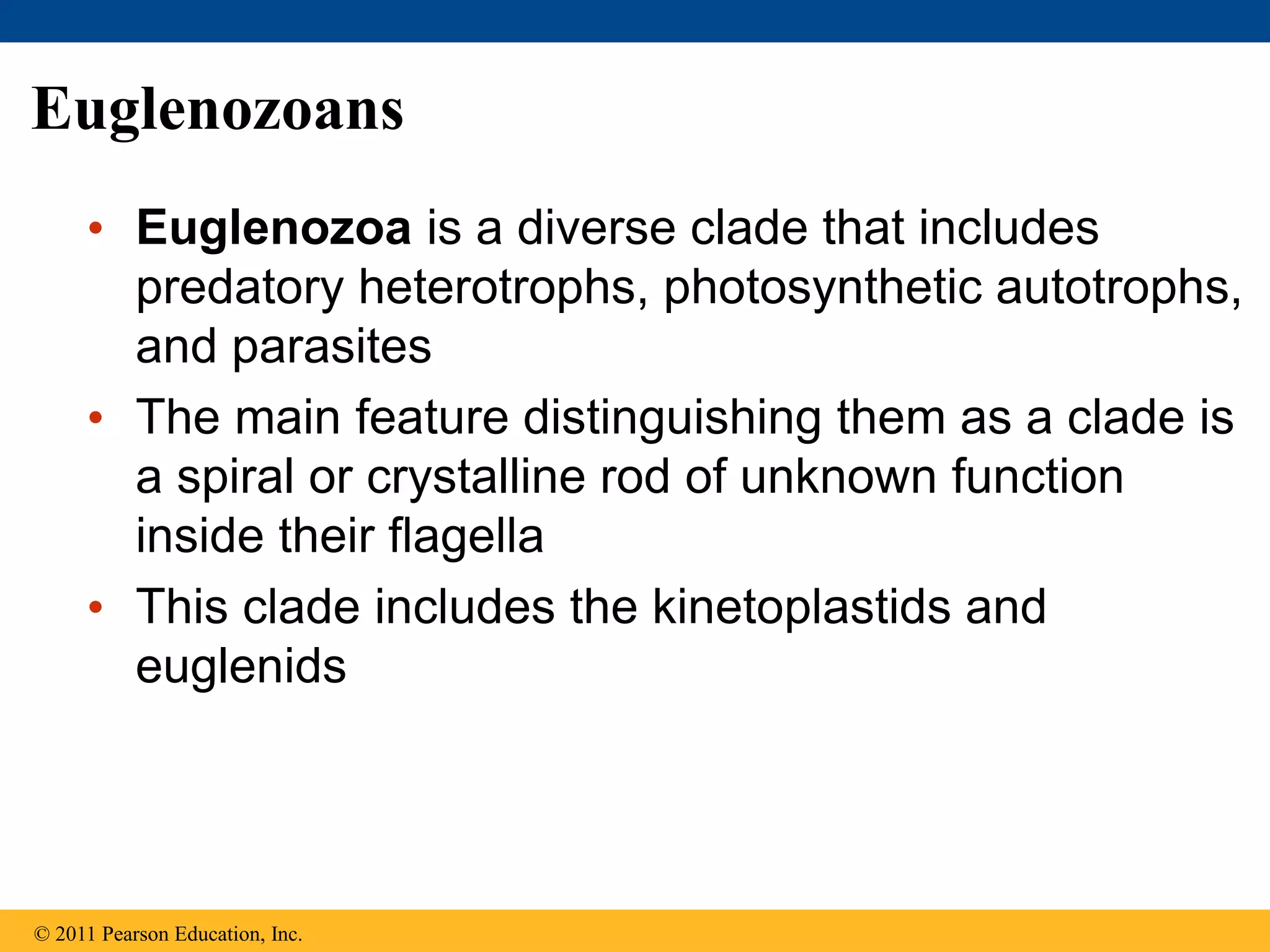 Euglenozoans
• Euglenozoa is a diverse clade that includes
predatory heterotrophs, photosynthetic autotrophs,
and parasites
• The main feature distinguishing them as a clade is
a spiral or crystalline rod of unknown function
inside their flagella
• This clade includes the kinetoplastids and
euglenids
© 2011 Pearson Education, Inc.
 