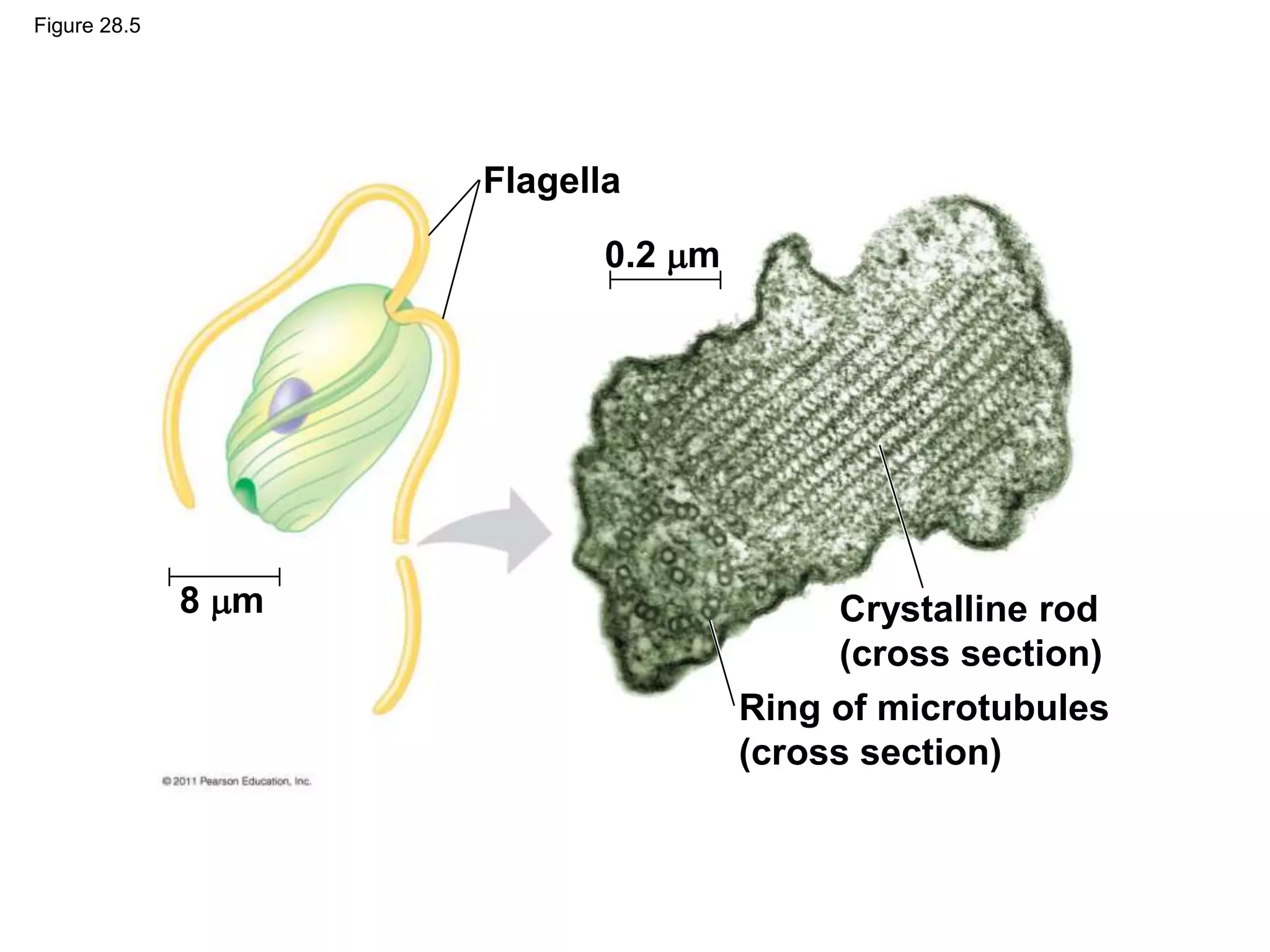 Figure 28.5
Crystalline rod
(cross section)
Flagella
Ring of microtubules
(cross section)
8 m
0.2 m
 