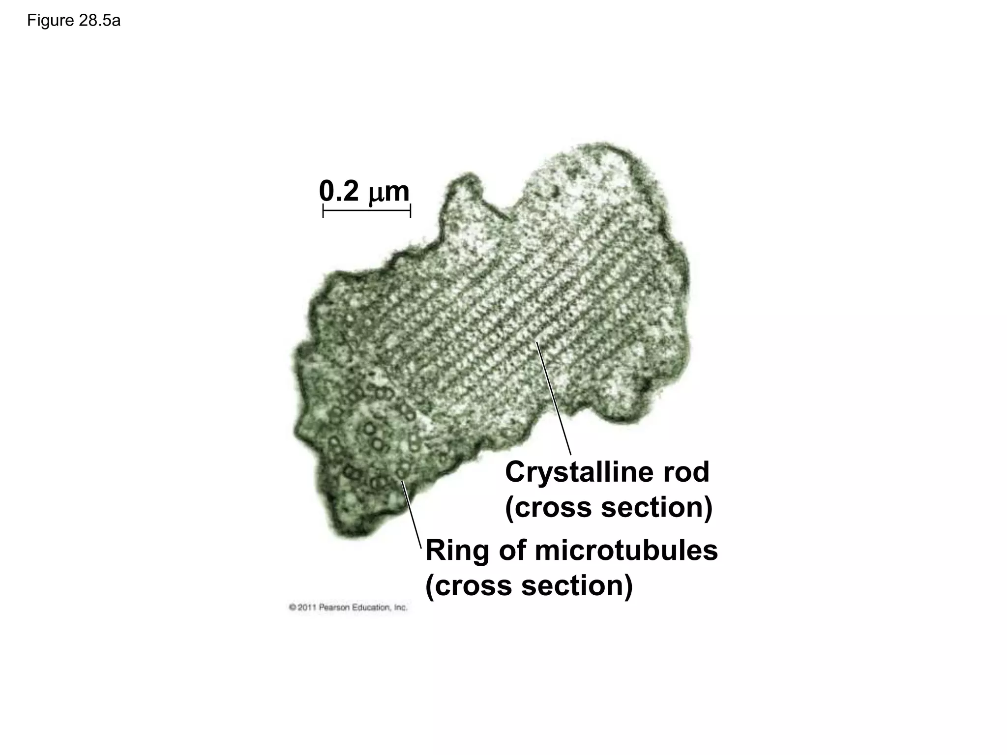 Figure 28.5a
Crystalline rod
(cross section)
Ring of microtubules
(cross section)
0.2 m
 