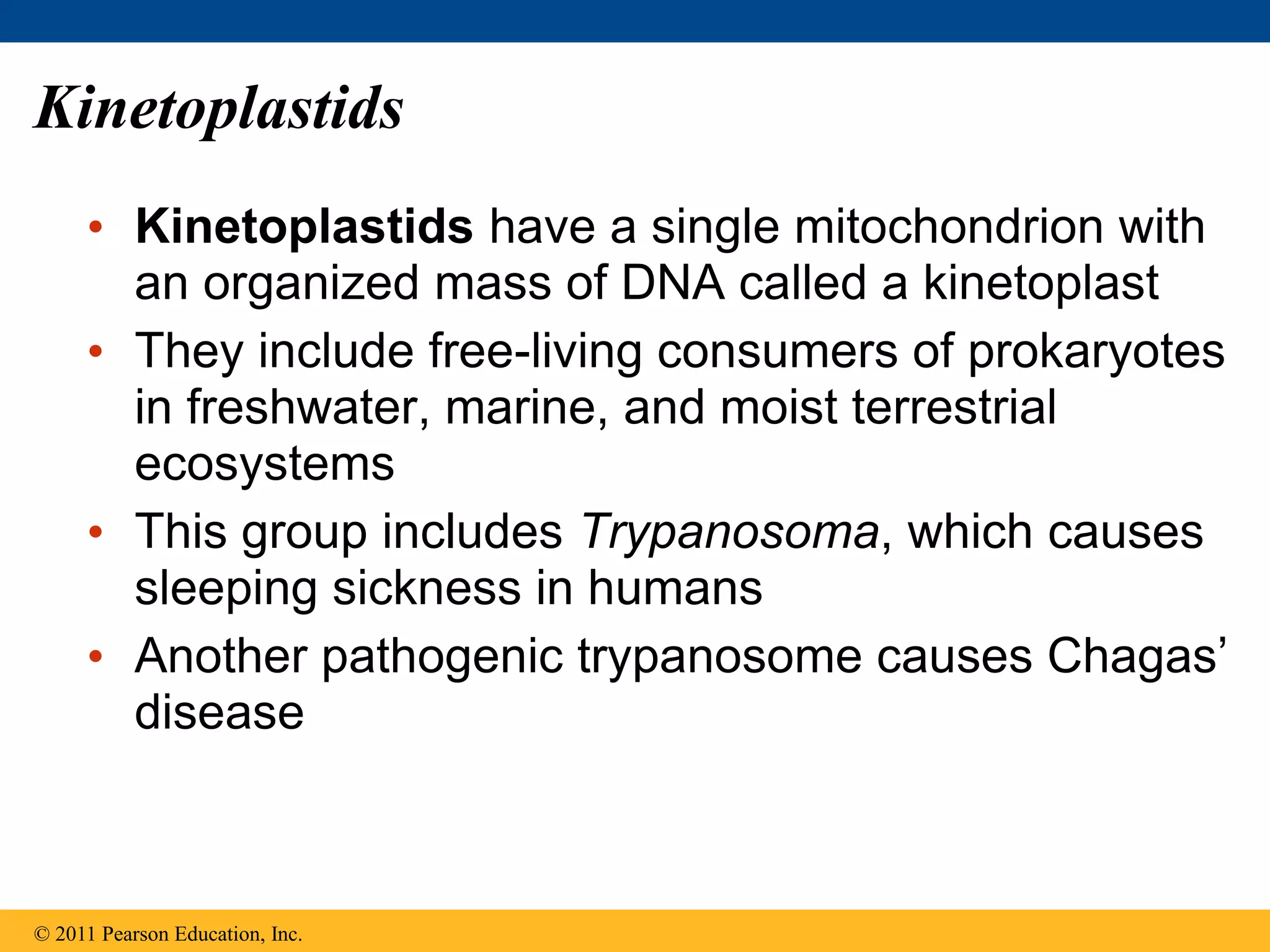 Kinetoplastids
• Kinetoplastids have a single mitochondrion with
an organized mass of DNA called a kinetoplast
• They include free-living consumers of prokaryotes
in freshwater, marine, and moist terrestrial
ecosystems
• This group includes Trypanosoma, which causes
sleeping sickness in humans
• Another pathogenic trypanosome causes Chagas’
disease
© 2011 Pearson Education, Inc.
 