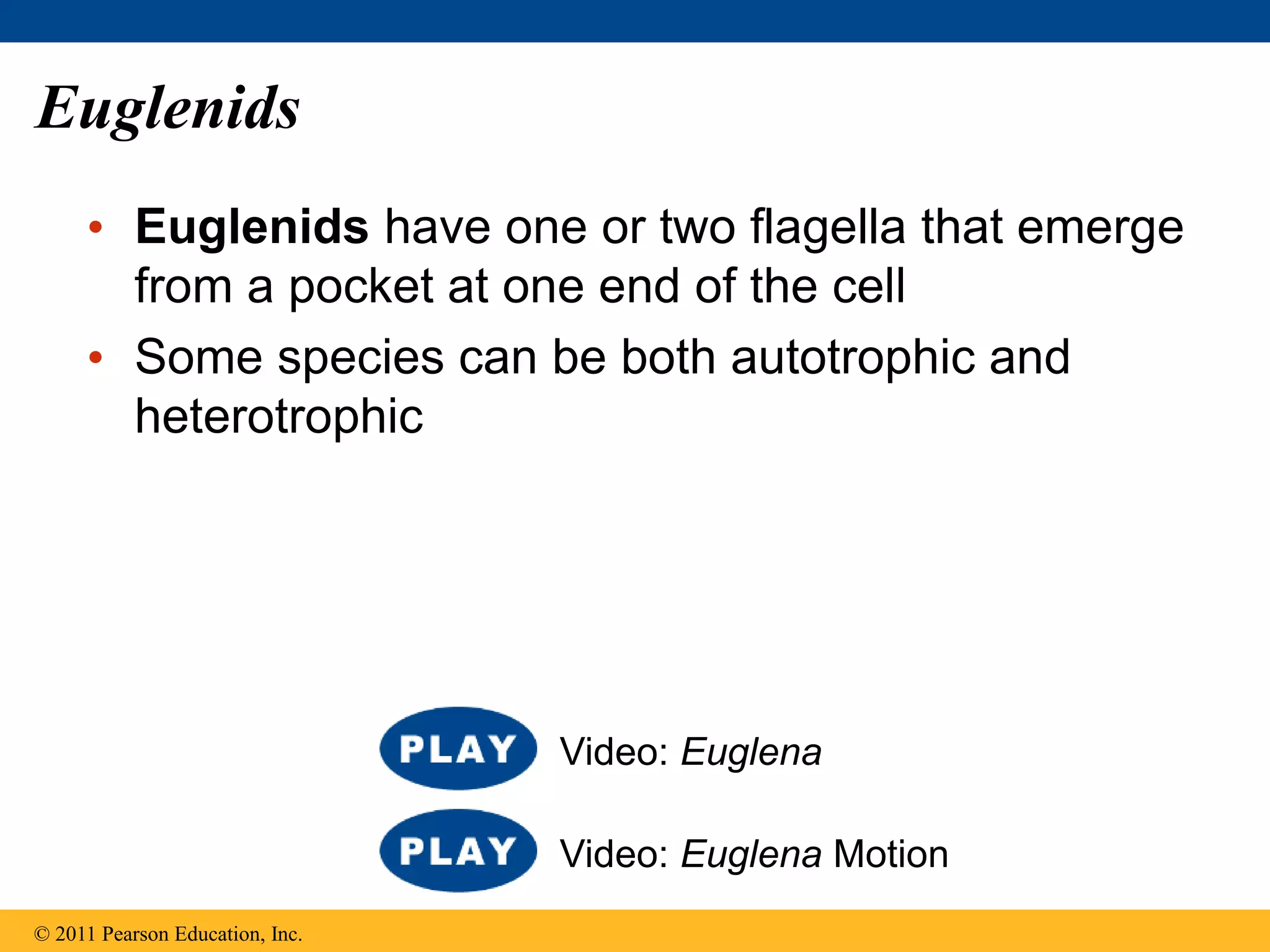 Euglenids
• Euglenids have one or two flagella that emerge
from a pocket at one end of the cell
• Some species can be both autotrophic and
heterotrophic
© 2011 Pearson Education, Inc.
Video: Euglena Motion
Video: Euglena
 