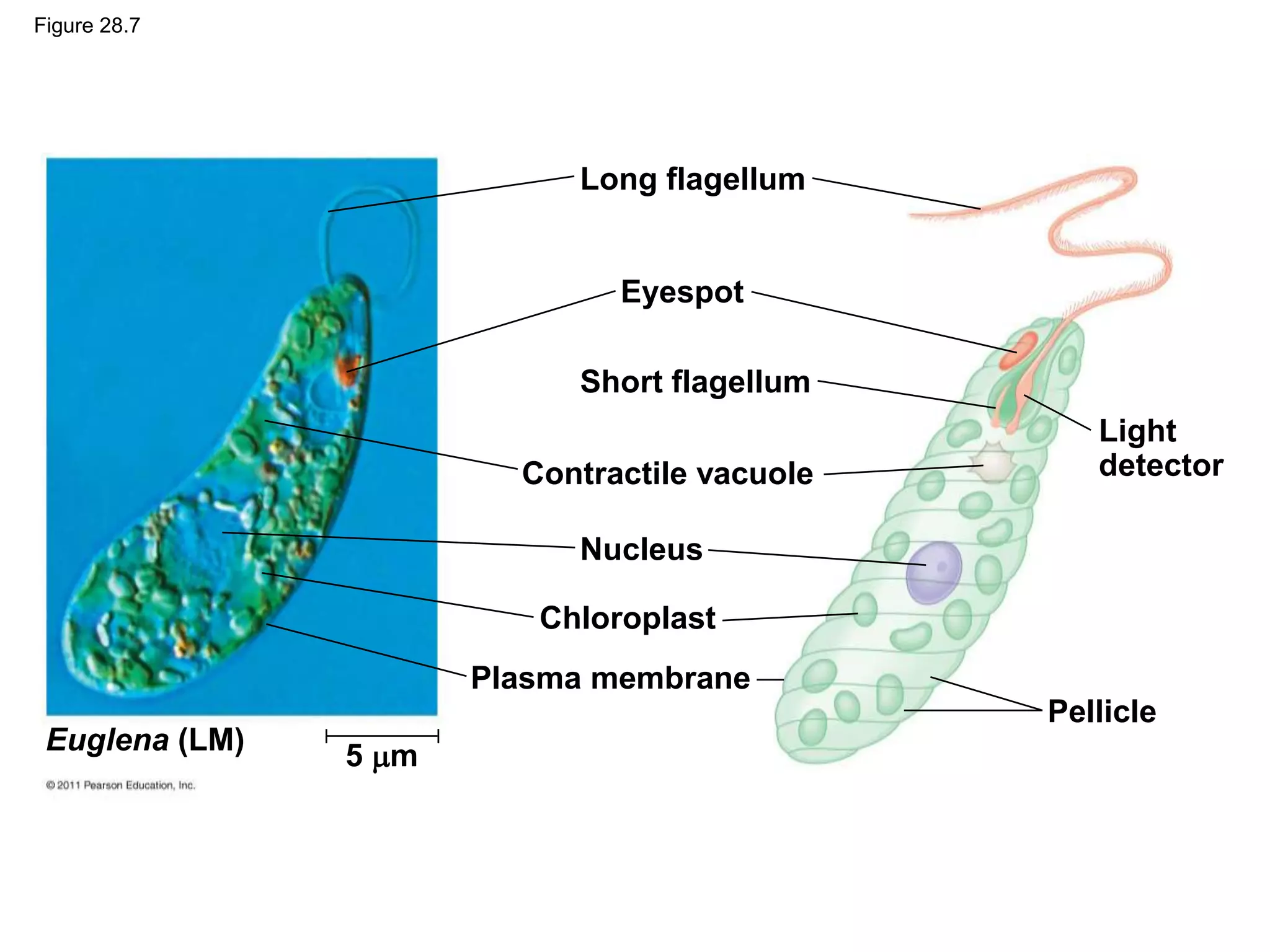 Figure 28.7
Long flagellum
Eyespot
Short flagellum
Contractile vacuole
Nucleus
Chloroplast
Plasma membrane
Euglena (LM)
5 m
Pellicle
Light
detector
 
