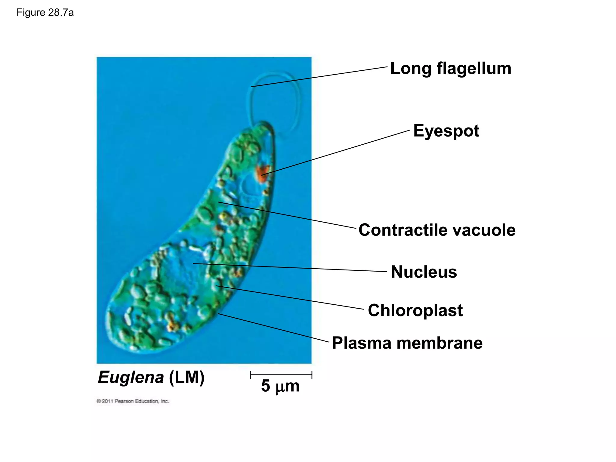 Figure 28.7a
Long flagellum
Eyespot
Contractile vacuole
Nucleus
Chloroplast
Plasma membrane
Euglena (LM) 5 m
 