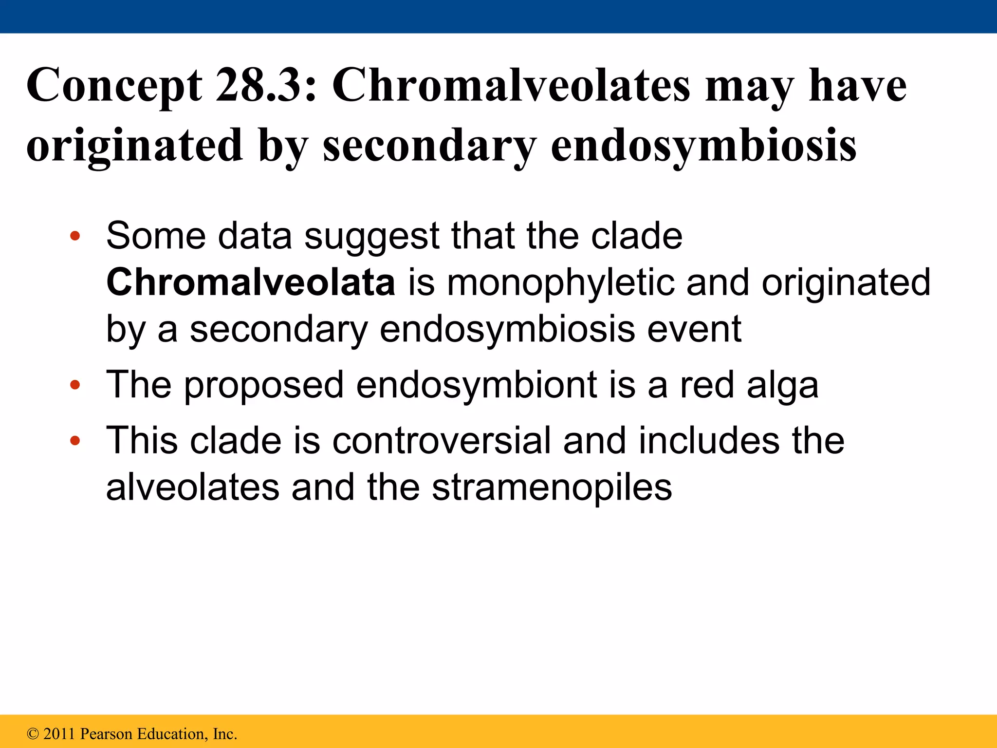 Concept 28.3: Chromalveolates may have
originated by secondary endosymbiosis
• Some data suggest that the clade
Chromalveolata is monophyletic and originated
by a secondary endosymbiosis event
• The proposed endosymbiont is a red alga
• This clade is controversial and includes the
alveolates and the stramenopiles
© 2011 Pearson Education, Inc.
 