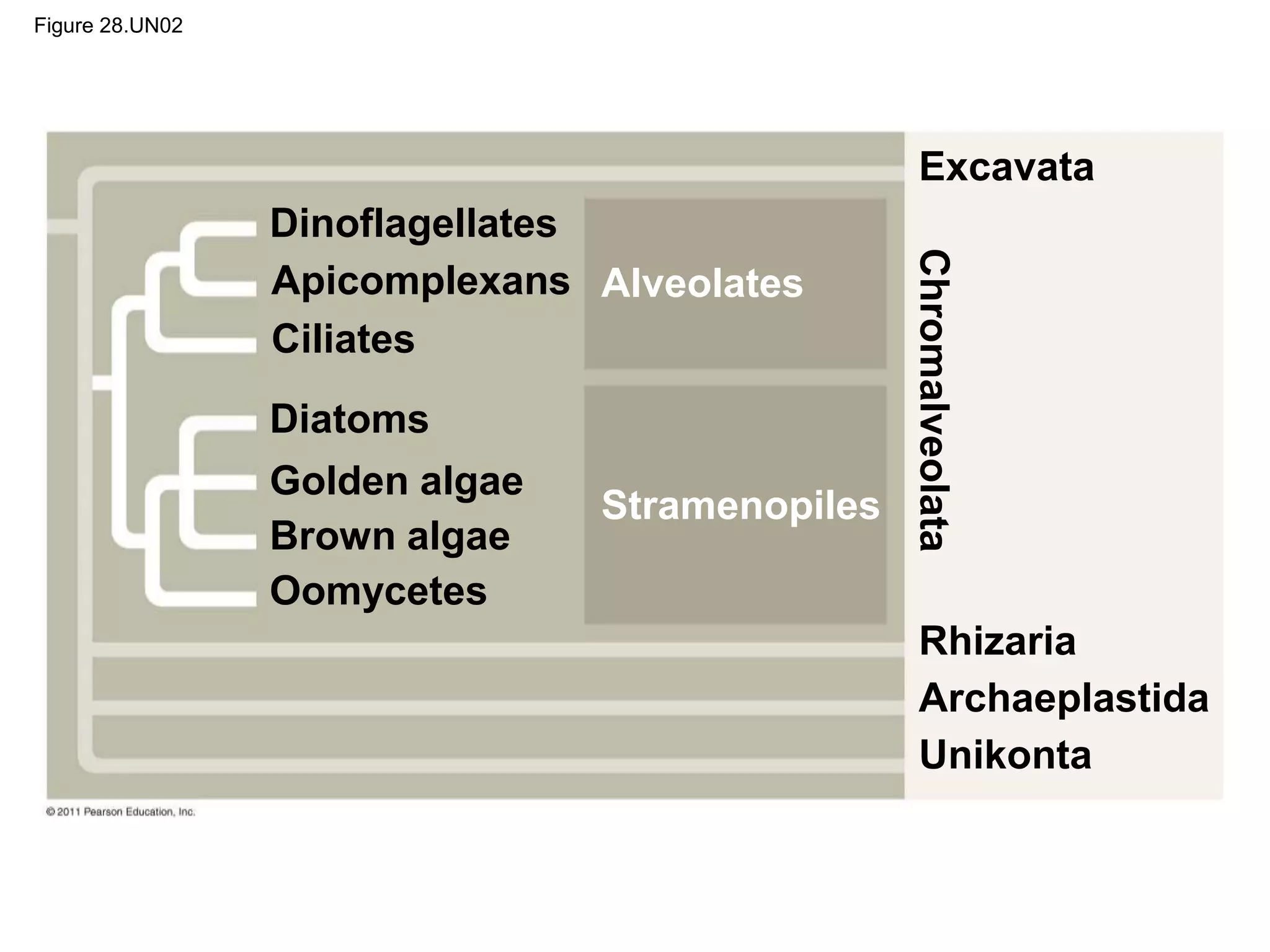 Figure 28.UN02
Apicomplexans
Ciliates
Diatoms
Stramenopiles
Alveolates
Chromalveolata
Rhizaria
Archaeplastida
Unikonta
Dinoflagellates
Golden algae
Brown algae
Oomycetes
Excavata
 