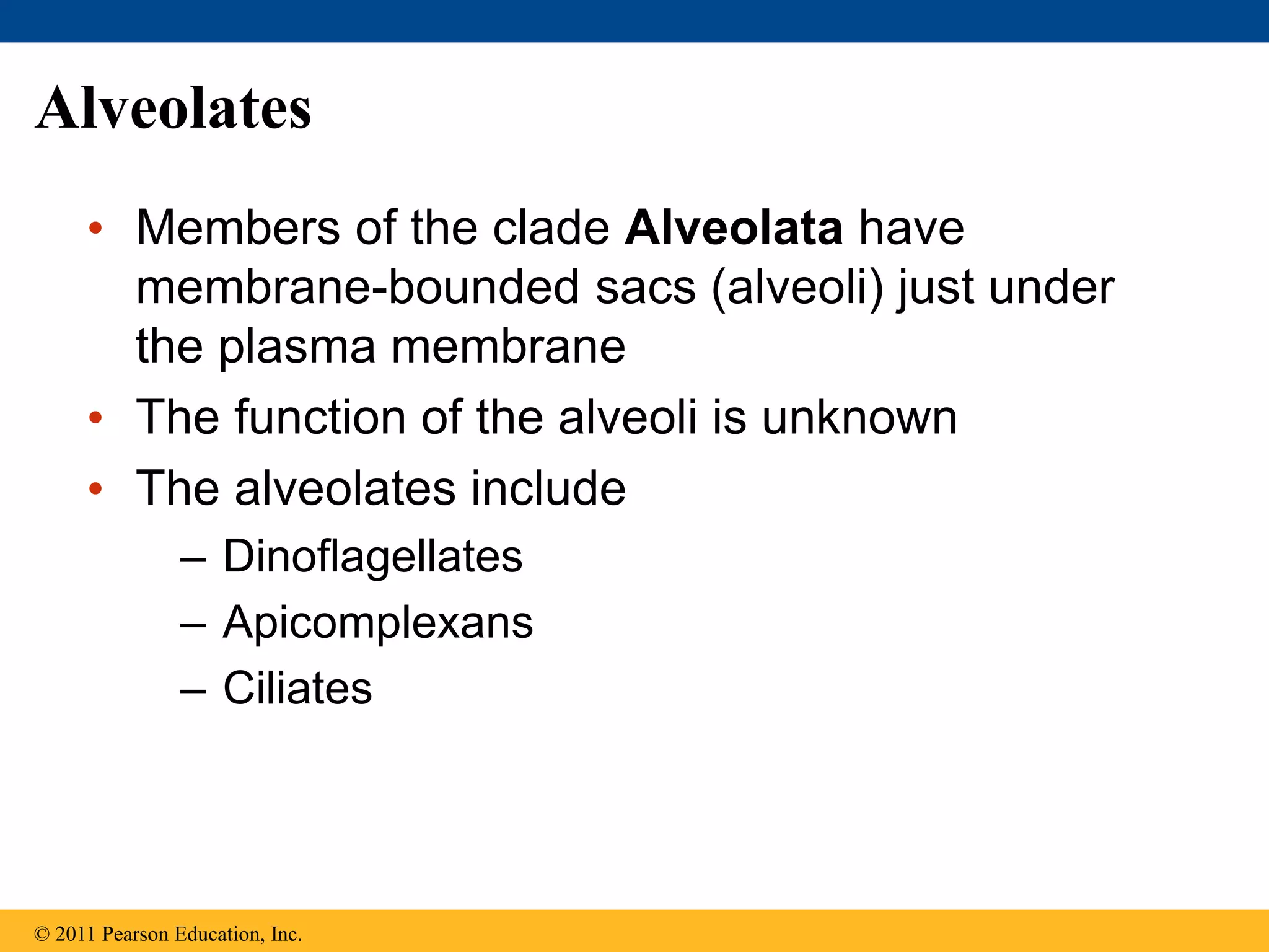 Alveolates
• Members of the clade Alveolata have
membrane-bounded sacs (alveoli) just under
the plasma membrane
• The function of the alveoli is unknown
• The alveolates include
– Dinoflagellates
– Apicomplexans
– Ciliates
© 2011 Pearson Education, Inc.
 