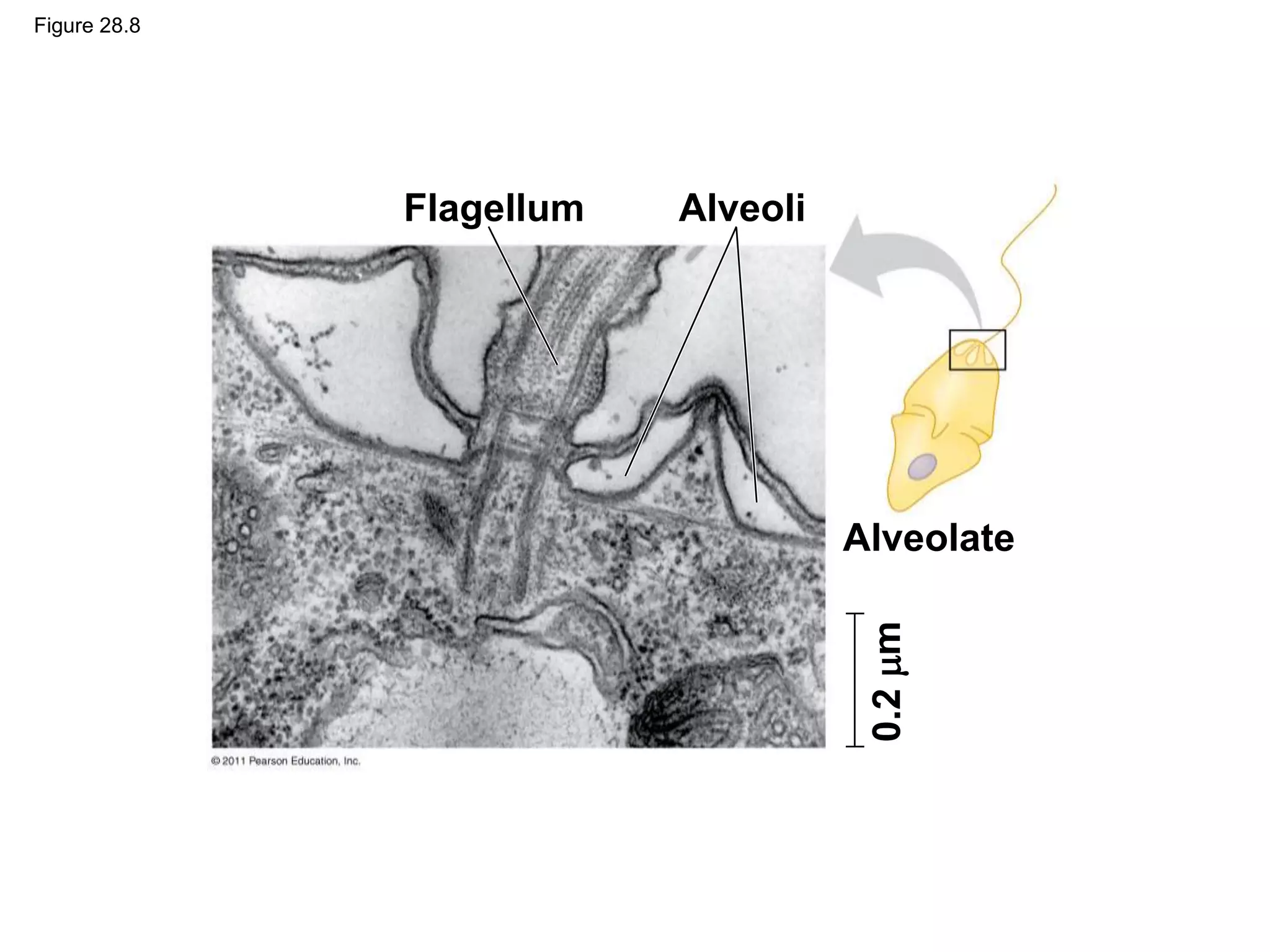 Figure 28.8
Flagellum Alveoli
Alveolate
0.2
m
 