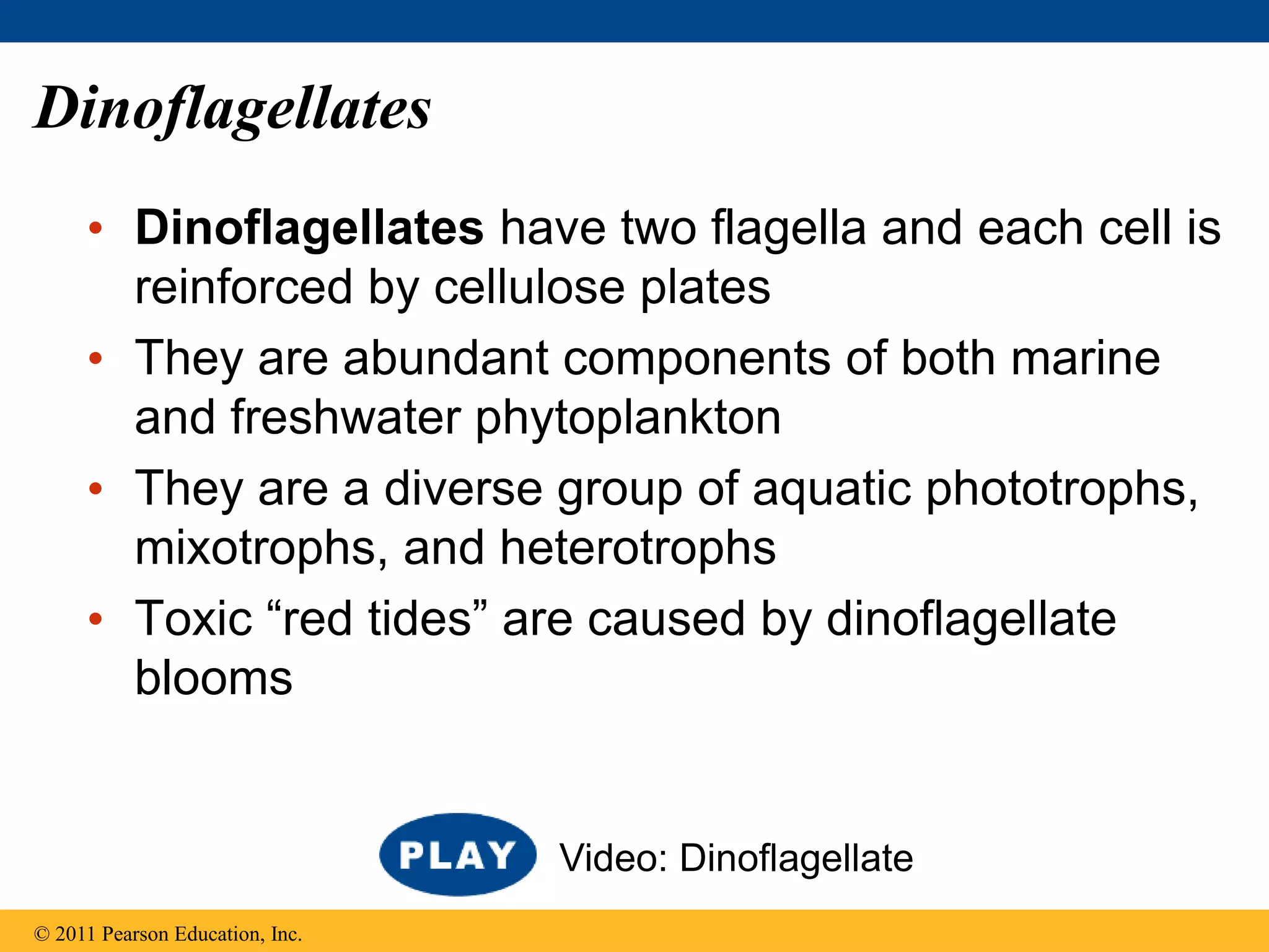 Dinoflagellates
• Dinoflagellates have two flagella and each cell is
reinforced by cellulose plates
• They are abundant components of both marine
and freshwater phytoplankton
• They are a diverse group of aquatic phototrophs,
mixotrophs, and heterotrophs
• Toxic “red tides” are caused by dinoflagellate
blooms
© 2011 Pearson Education, Inc.
Video: Dinoflagellate
 