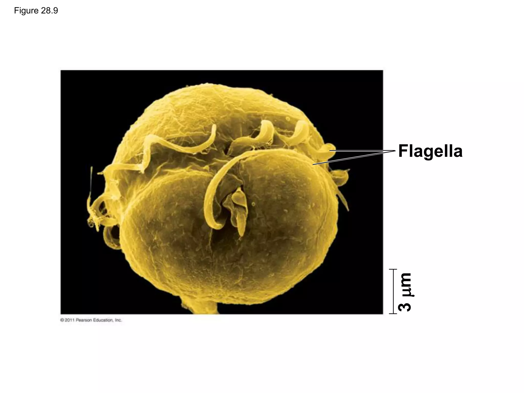 Figure 28.9
Flagella
3
m
 