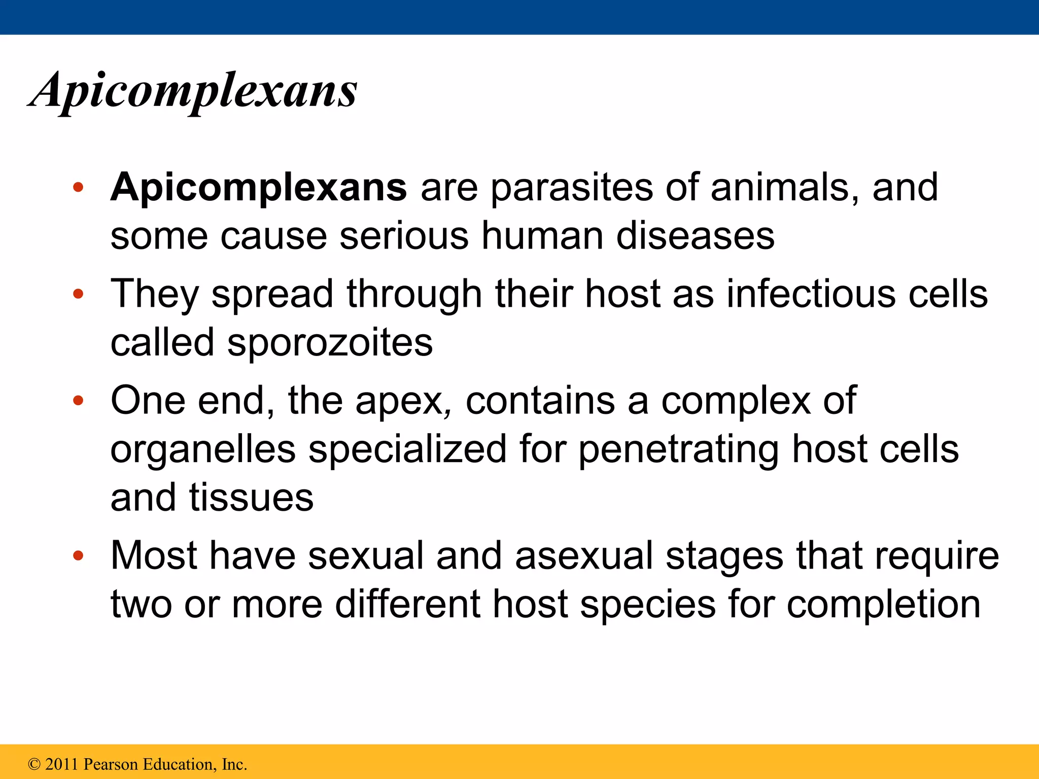 Apicomplexans
• Apicomplexans are parasites of animals, and
some cause serious human diseases
• They spread through their host as infectious cells
called sporozoites
• One end, the apex, contains a complex of
organelles specialized for penetrating host cells
and tissues
• Most have sexual and asexual stages that require
two or more different host species for completion
© 2011 Pearson Education, Inc.
 