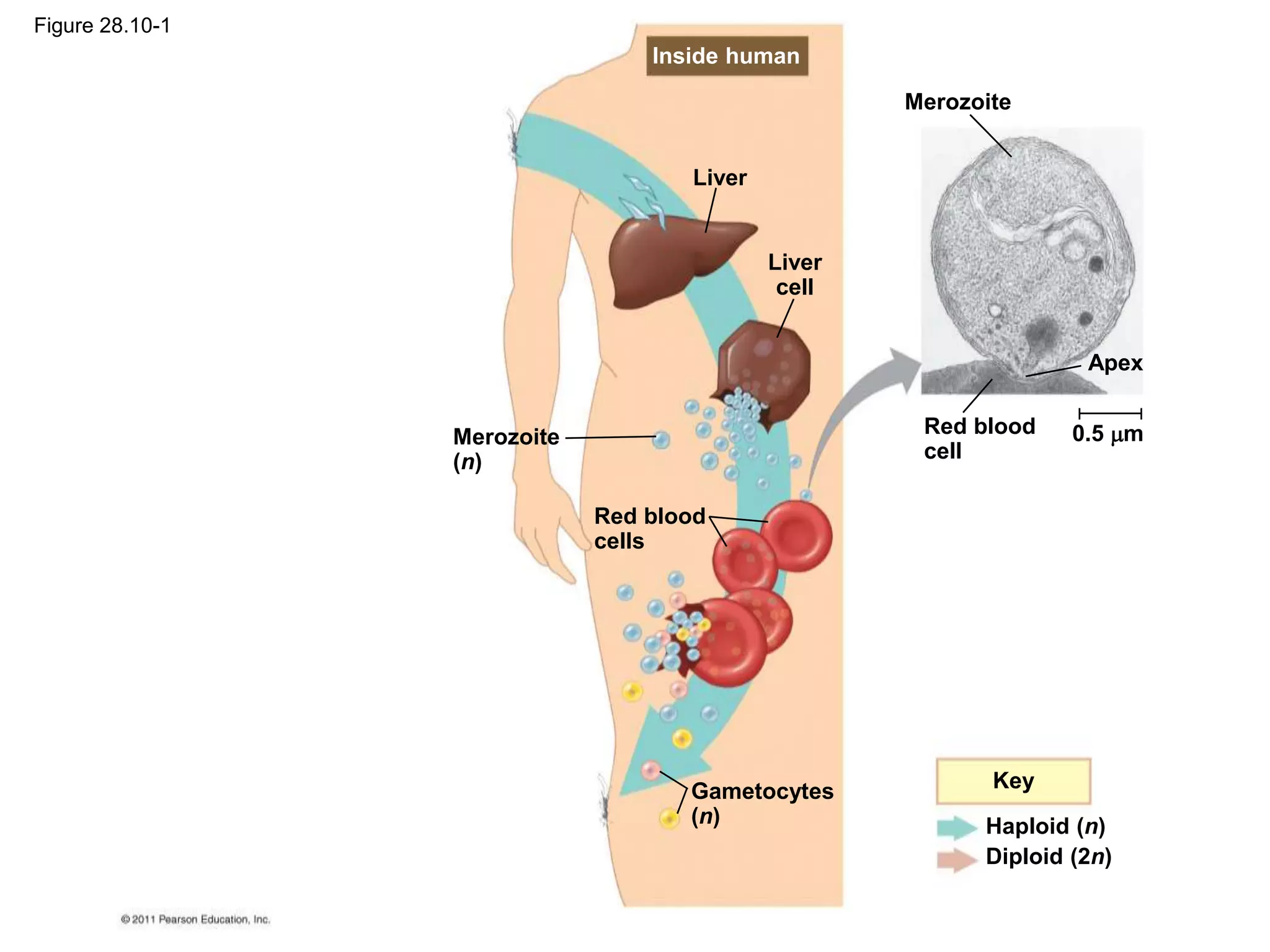 Merozoite
(n)
Liver
Liver
cell
Red blood
cells
Gametocytes
(n)
Merozoite
Apex
0.5 m
Red blood
cell
Key
Haploid (n)
Diploid (2n)
Inside human
Figure 28.10-1
 