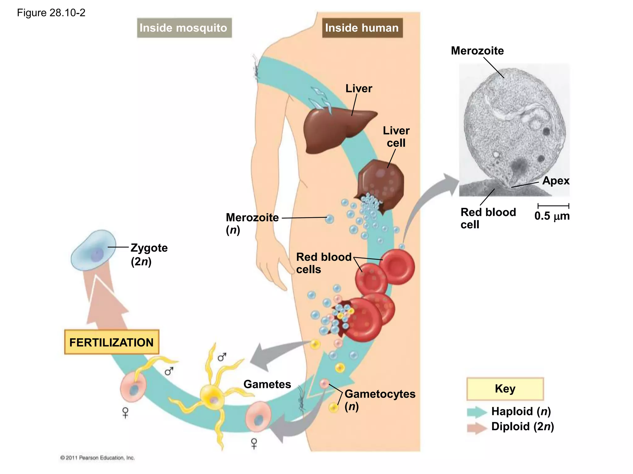 Zygote
(2n)
Merozoite
(n)
Gametes
Liver
Liver
cell
Red blood
cells
Gametocytes
(n)
Merozoite
Apex
0.5 m
Red blood
cell
Key
Haploid (n)
Diploid (2n)
Inside mosquito Inside human
FERTILIZATION
Figure 28.10-2
 