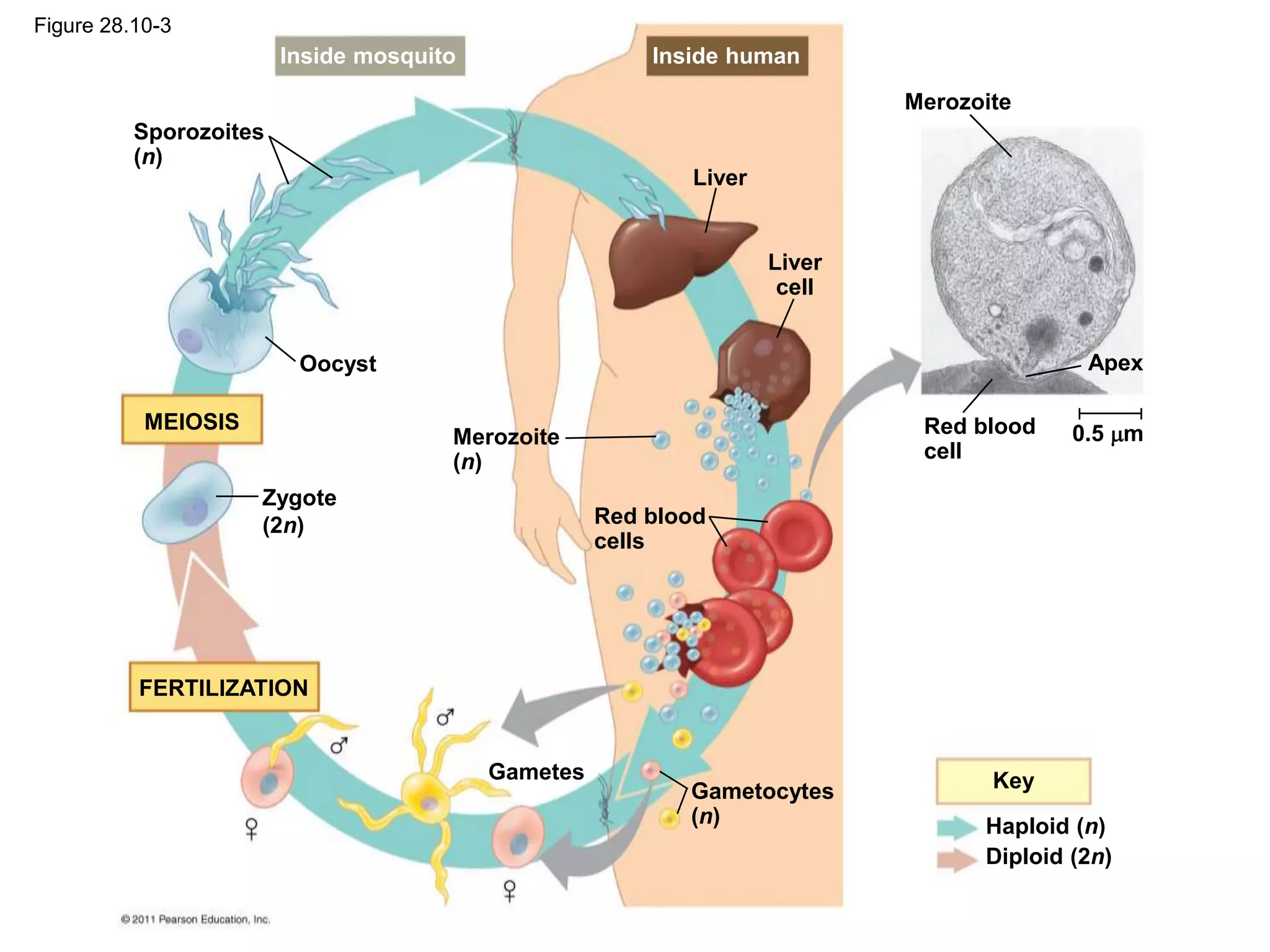 Sporozoites
(n)
Oocyst
Zygote
(2n)
Merozoite
(n)
Gametes
Liver
Liver
cell
Red blood
cells
Gametocytes
(n)
Merozoite
Apex
0.5 m
Red blood
cell
Key
Haploid (n)
Diploid (2n)
Inside mosquito Inside human
MEIOSIS
FERTILIZATION
Figure 28.10-3
 