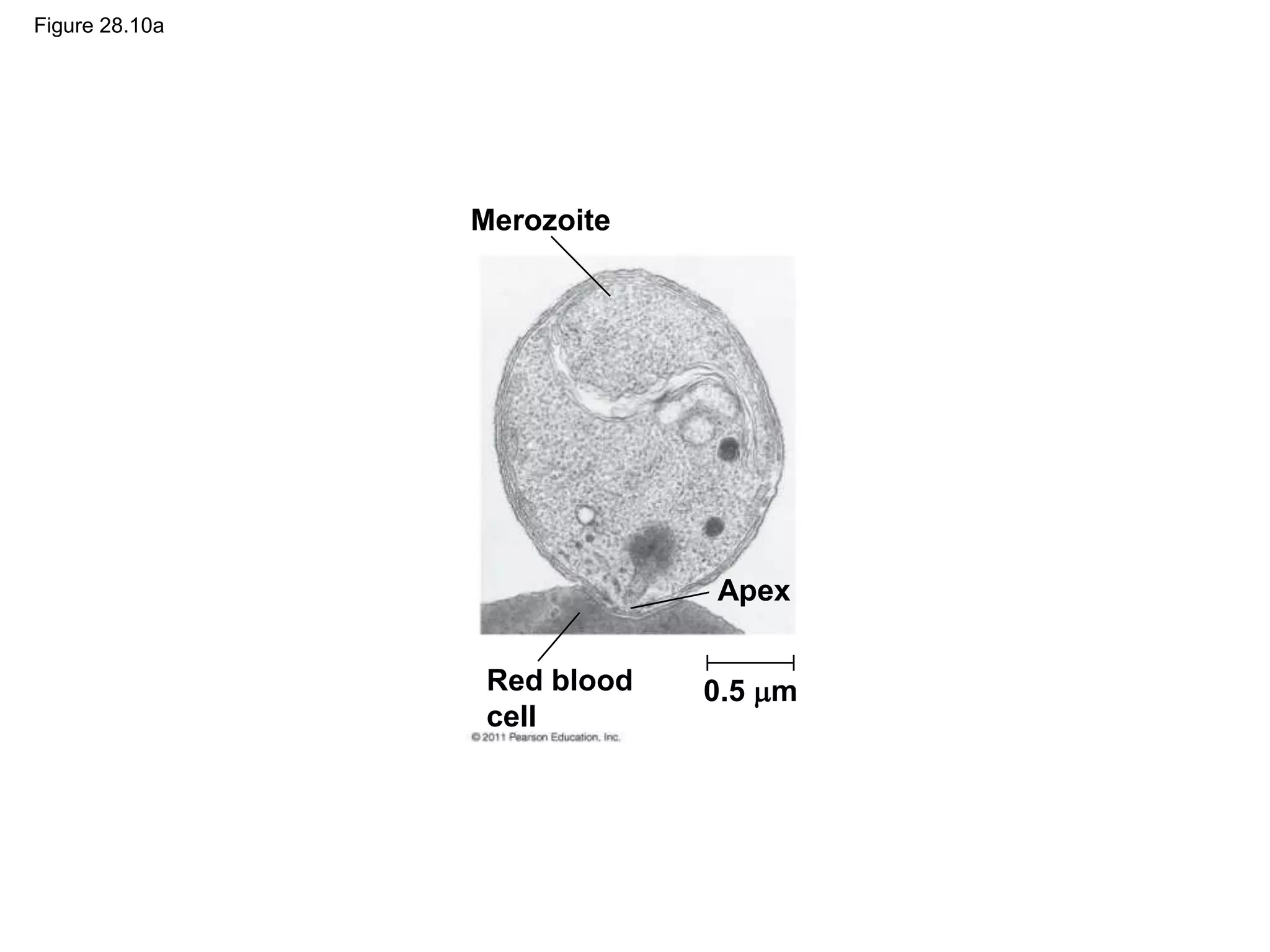 Figure 28.10a
Merozoite
Apex
Red blood
cell
0.5 m
 