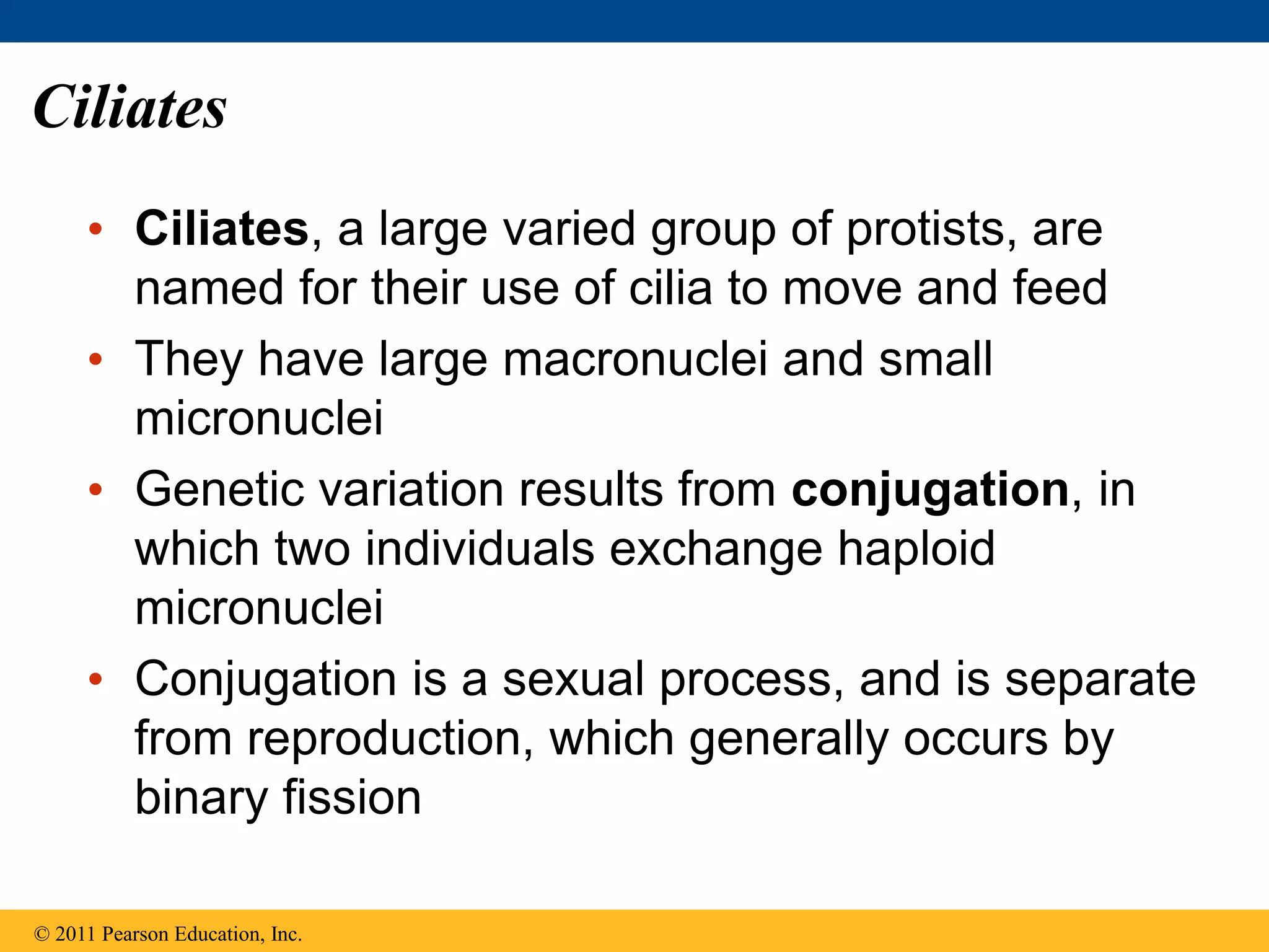 Ciliates
• Ciliates, a large varied group of protists, are
named for their use of cilia to move and feed
• They have large macronuclei and small
micronuclei
• Genetic variation results from conjugation, in
which two individuals exchange haploid
micronuclei
• Conjugation is a sexual process, and is separate
from reproduction, which generally occurs by
binary fission
© 2011 Pearson Education, Inc.
 