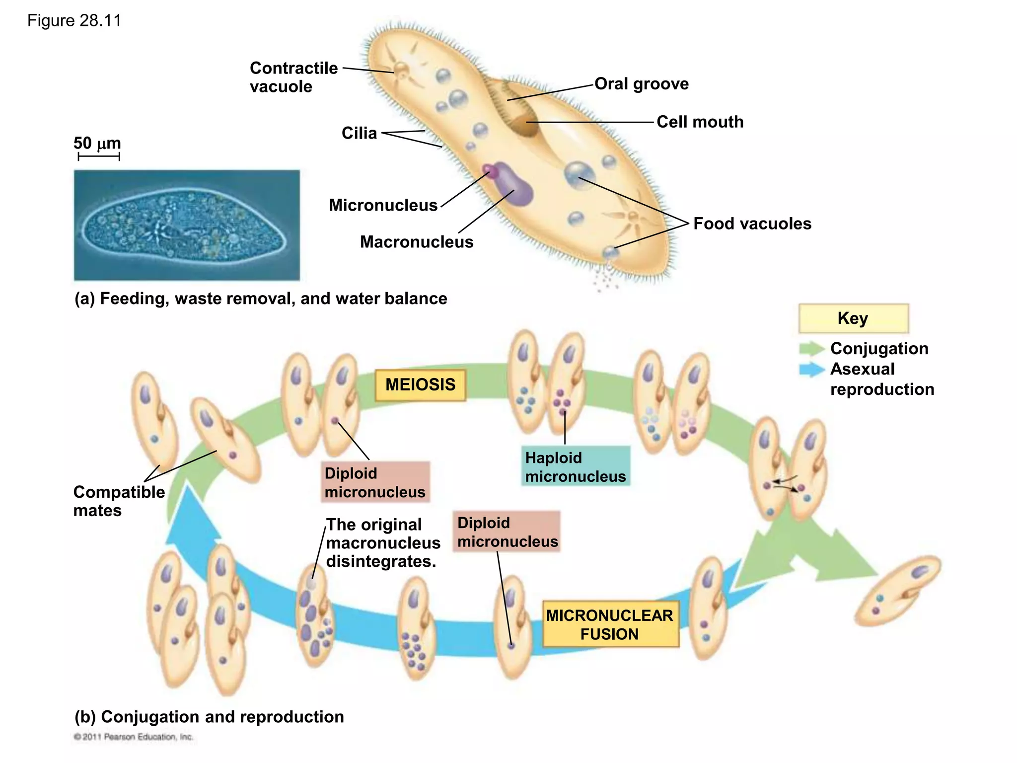 Contractile
vacuole Oral groove
Cell mouth
Food vacuoles
Cilia
Micronucleus
Macronucleus
50 m
(a) Feeding, waste removal, and water balance
Conjugation
Asexual
reproduction
Key
MEIOSIS
MICRONUCLEAR
FUSION
Diploid
micronucleus
Diploid
micronucleus
Haploid
micronucleus
Compatible
mates
The original
macronucleus
disintegrates.
(b) Conjugation and reproduction
Figure 28.11
 