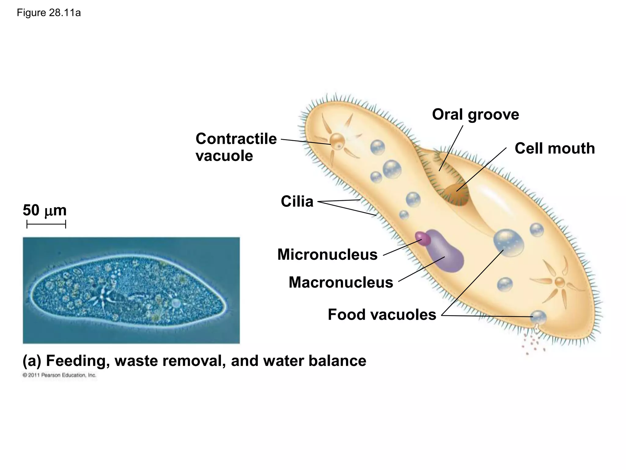 Figure 28.11a
Contractile
vacuole
Oral groove
Cell mouth
Food vacuoles
Cilia
Micronucleus
Macronucleus
50 m
(a) Feeding, waste removal, and water balance
 