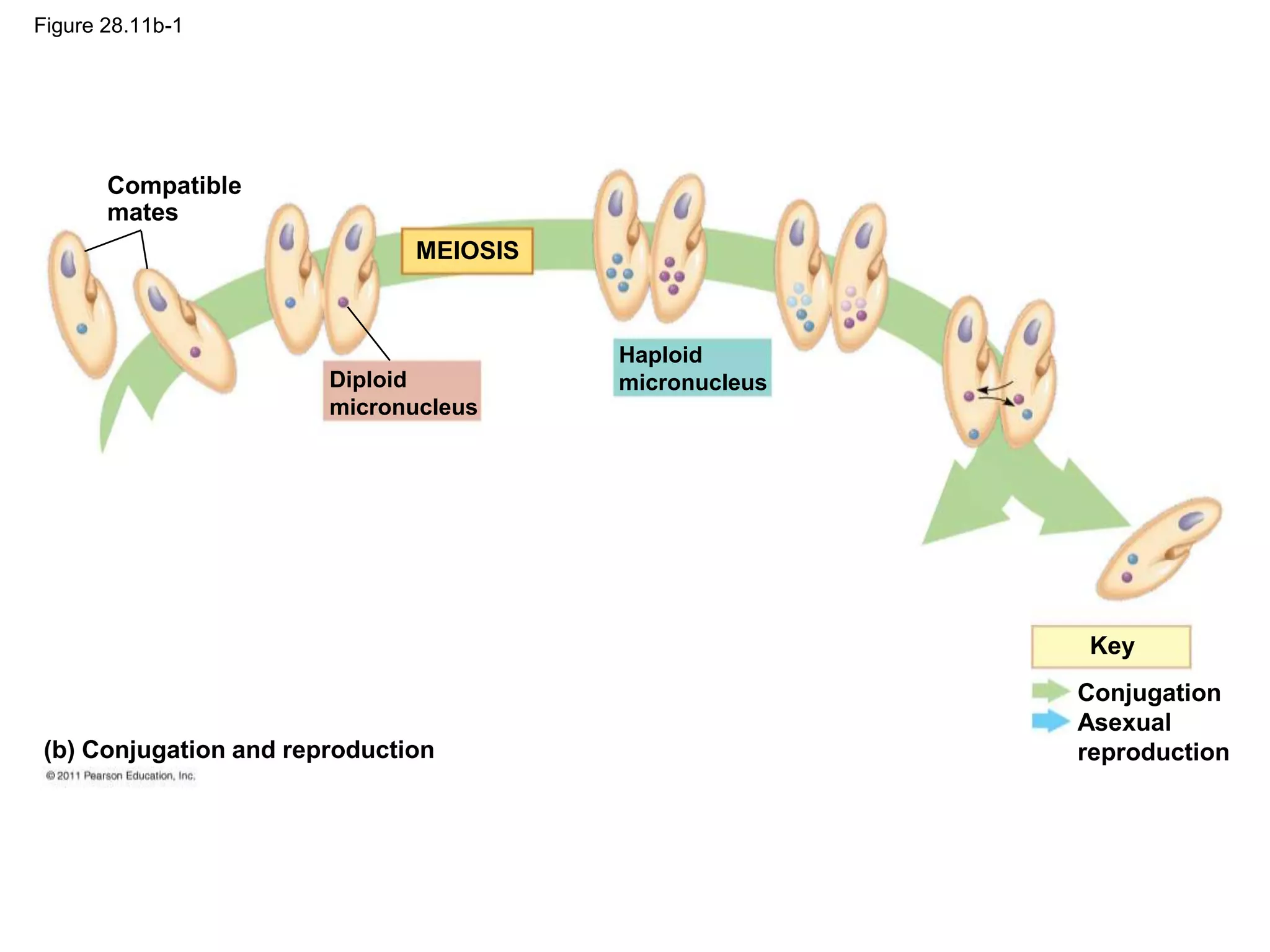Figure 28.11b-1
Conjugation
Asexual
reproduction
Key
MEIOSIS
Diploid
micronucleus
Haploid
micronucleus
Compatible
mates
(b) Conjugation and reproduction
 
