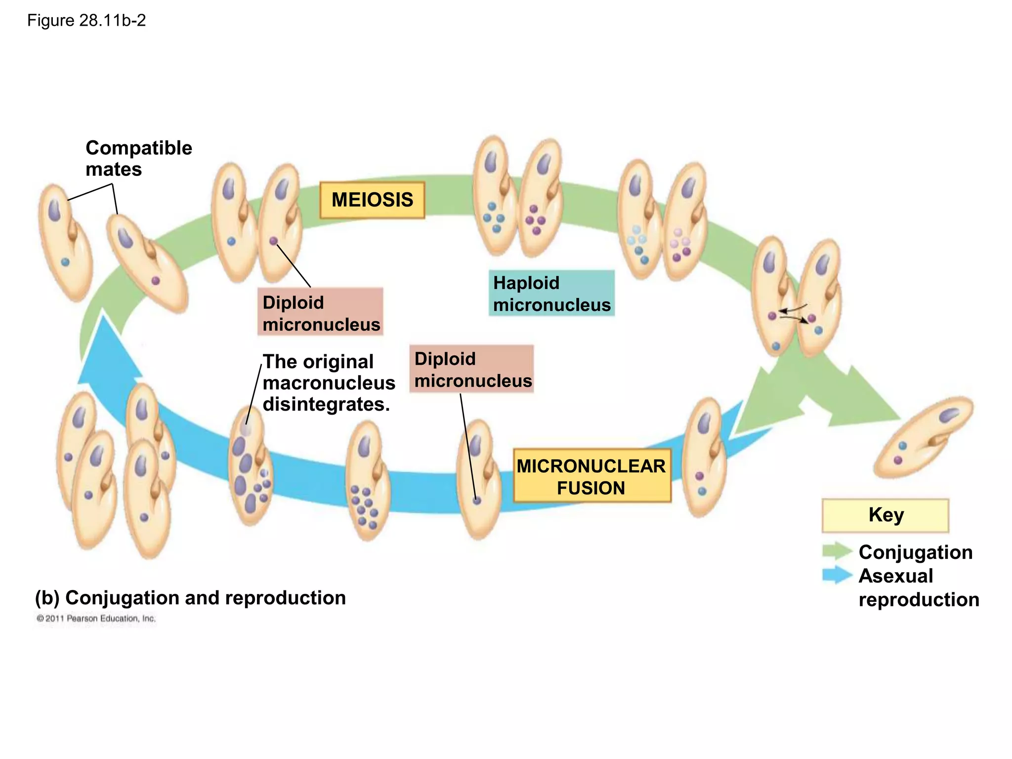 Figure 28.11b-2
Conjugation
Asexual
reproduction
Key
MEIOSIS
MICRONUCLEAR
FUSION
Diploid
micronucleus
Diploid
micronucleus
Haploid
micronucleus
Compatible
mates
The original
macronucleus
disintegrates.
(b) Conjugation and reproduction
 