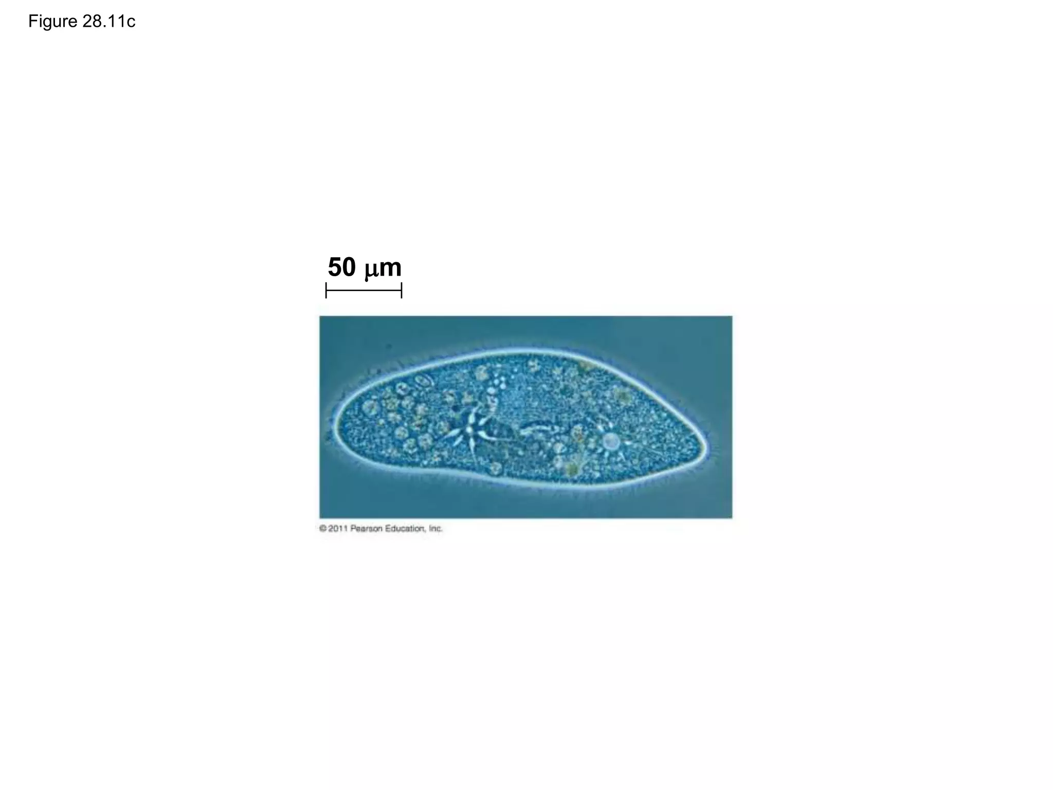 Figure 28.11c
50 m
 