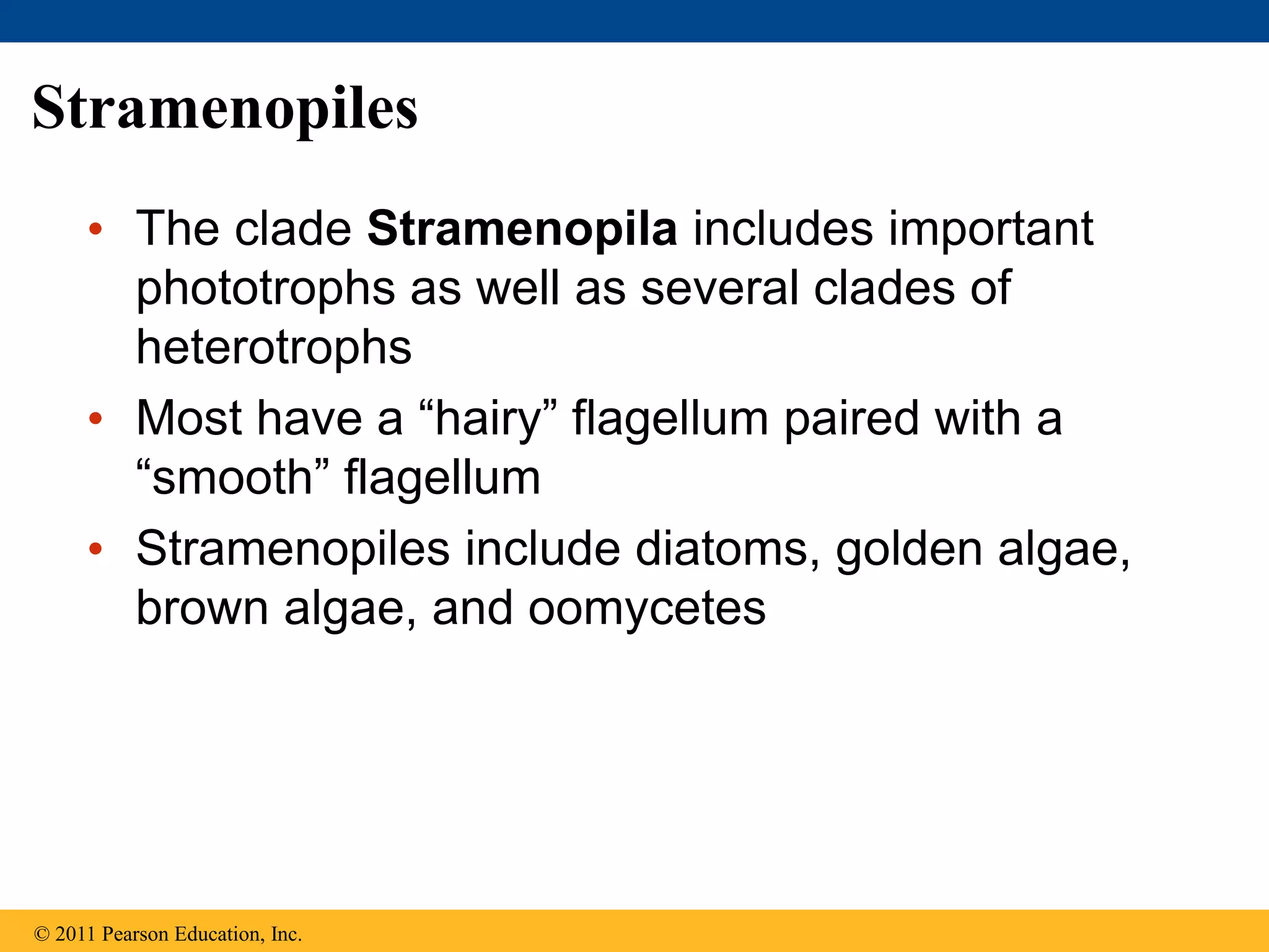 Stramenopiles
• The clade Stramenopila includes important
phototrophs as well as several clades of
heterotrophs
• Most have a “hairy” flagellum paired with a
“smooth” flagellum
• Stramenopiles include diatoms, golden algae,
brown algae, and oomycetes
© 2011 Pearson Education, Inc.
 