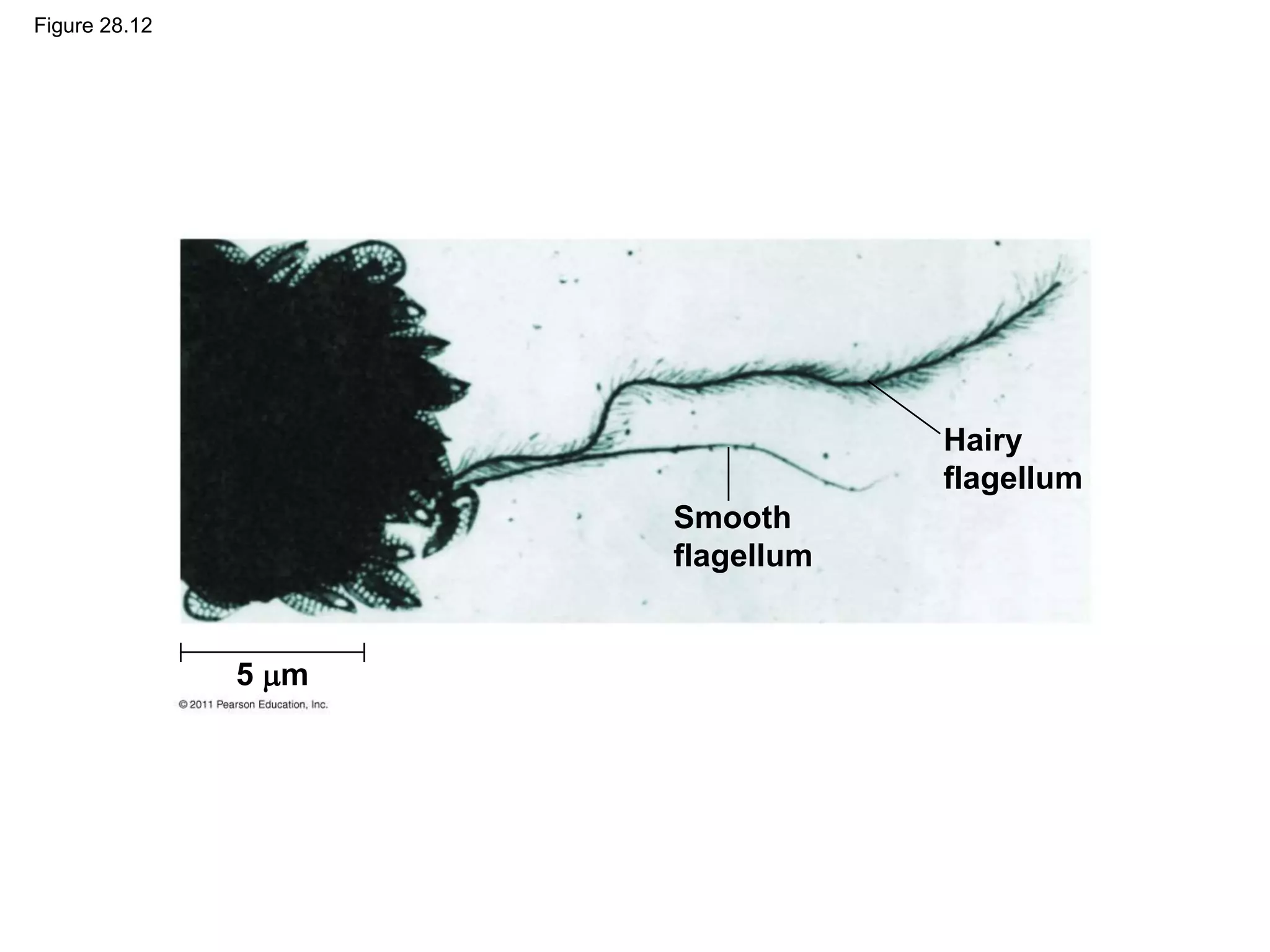 Figure 28.12
Smooth
flagellum
Hairy
flagellum
5 m
 