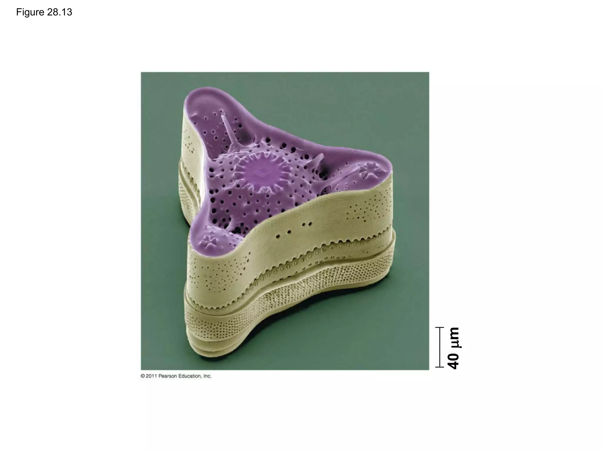 Figure 28.13
40
m
 