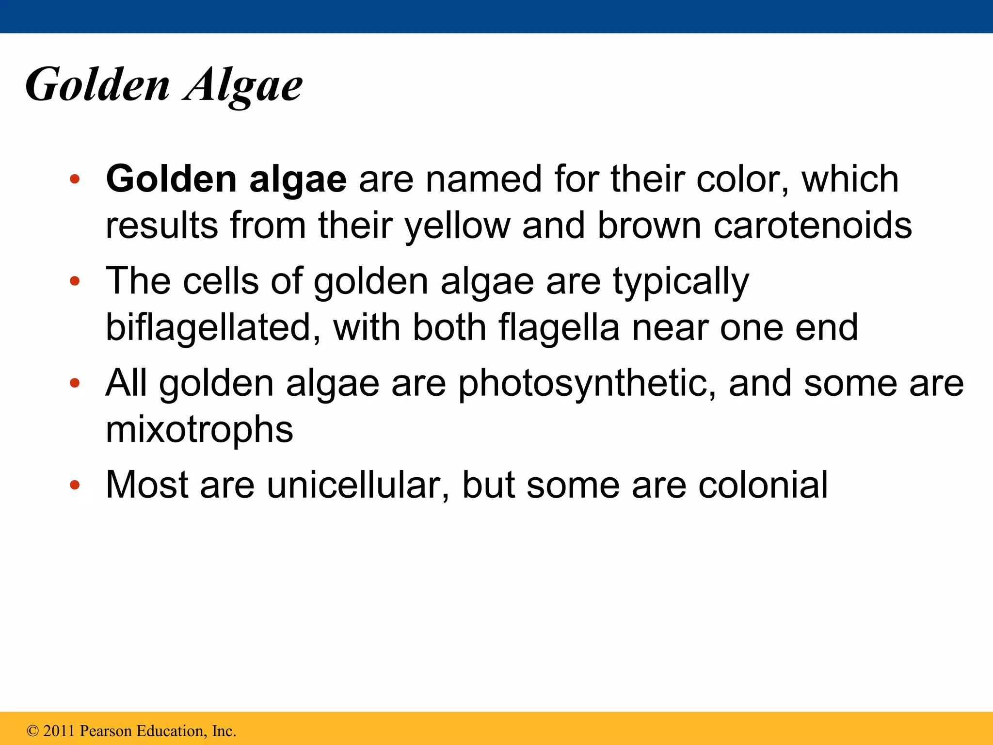 Golden Algae
• Golden algae are named for their color, which
results from their yellow and brown carotenoids
• The cells of golden algae are typically
biflagellated, with both flagella near one end
• All golden algae are photosynthetic, and some are
mixotrophs
• Most are unicellular, but some are colonial
© 2011 Pearson Education, Inc.
 