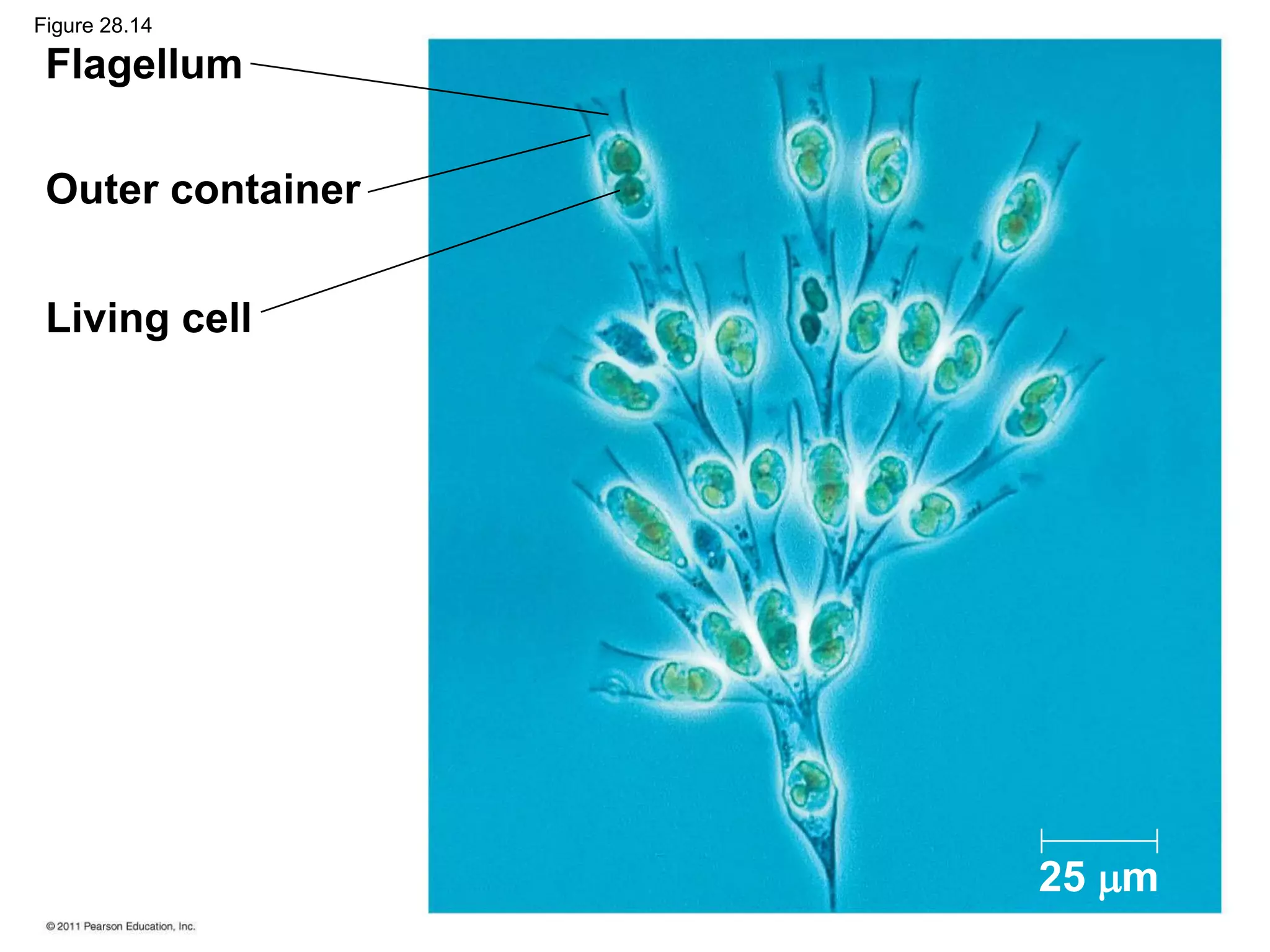Flagellum
Outer container
Living cell
25 m
Figure 28.14
 