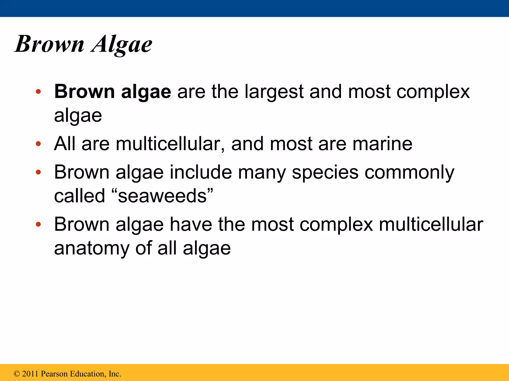 Brown Algae
• Brown algae are the largest and most complex
algae
• All are multicellular, and most are marine
• Brown algae include many species commonly
called “seaweeds”
• Brown algae have the most complex multicellular
anatomy of all algae
© 2011 Pearson Education, Inc.
 