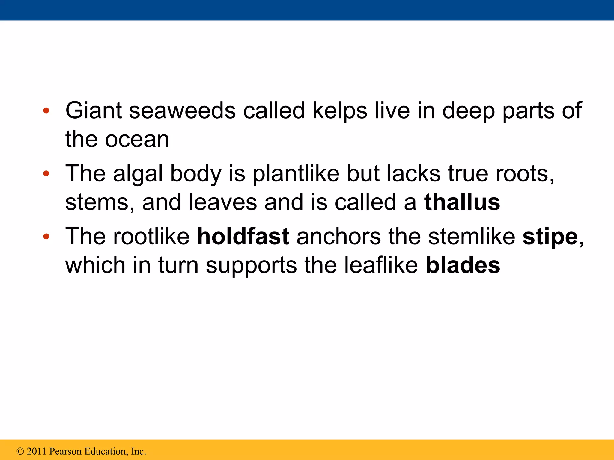 • Giant seaweeds called kelps live in deep parts of
the ocean
• The algal body is plantlike but lacks true roots,
stems, and leaves and is called a thallus
• The rootlike holdfast anchors the stemlike stipe,
which in turn supports the leaflike blades
© 2011 Pearson Education, Inc.
 