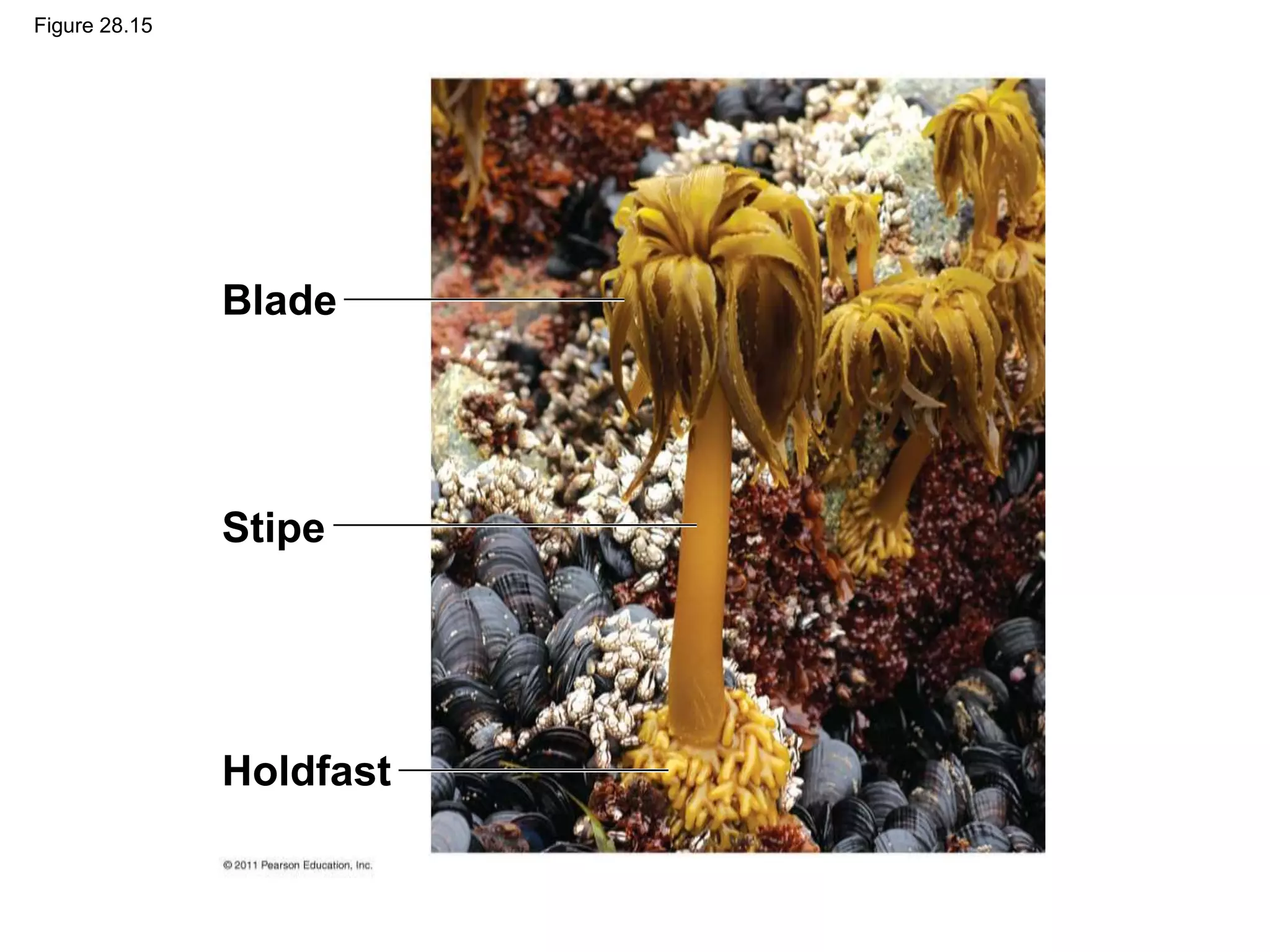 Figure 28.15
Blade
Stipe
Holdfast
 