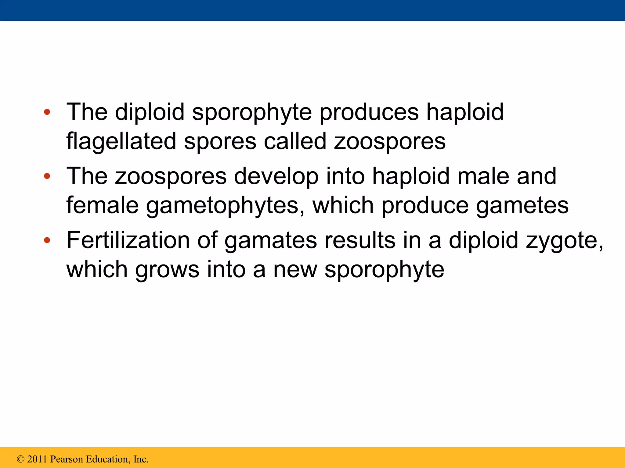 • The diploid sporophyte produces haploid
flagellated spores called zoospores
• The zoospores develop into haploid male and
female gametophytes, which produce gametes
• Fertilization of gamates results in a diploid zygote,
which grows into a new sporophyte
© 2011 Pearson Education, Inc.
 