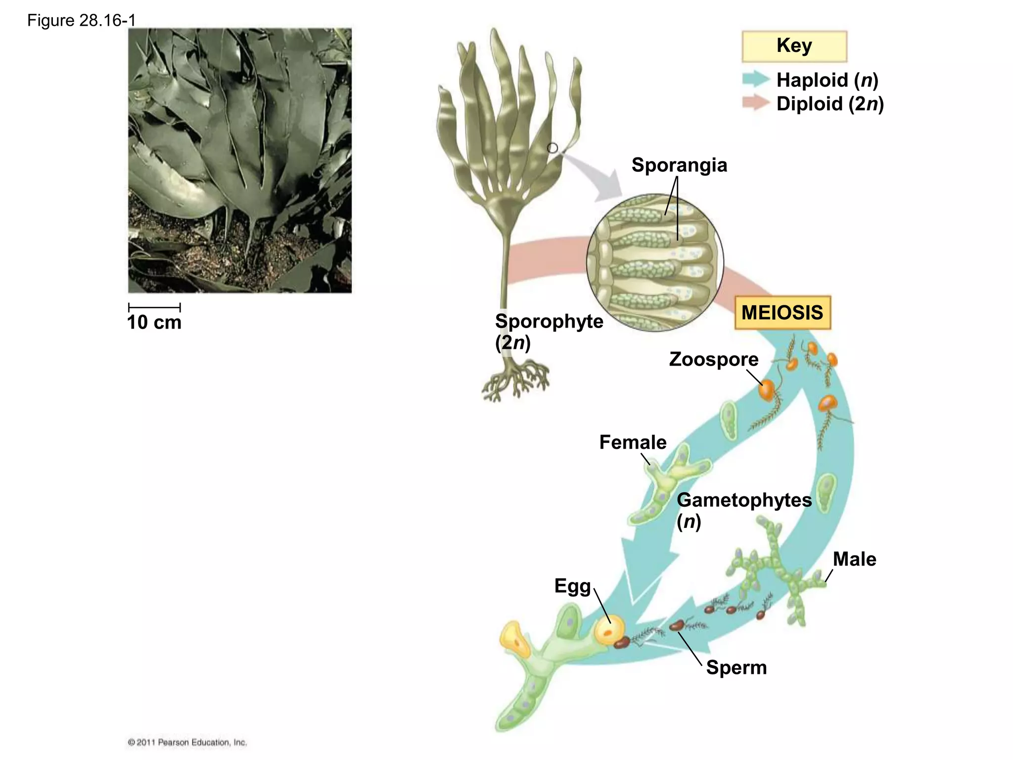10 cm
Haploid (n)
Diploid (2n)
Key
Sporangia
Gametophytes
(n)
Zoospore
Female
Male
Sperm
MEIOSIS
Sporophyte
(2n)
Egg
Figure 28.16-1
 