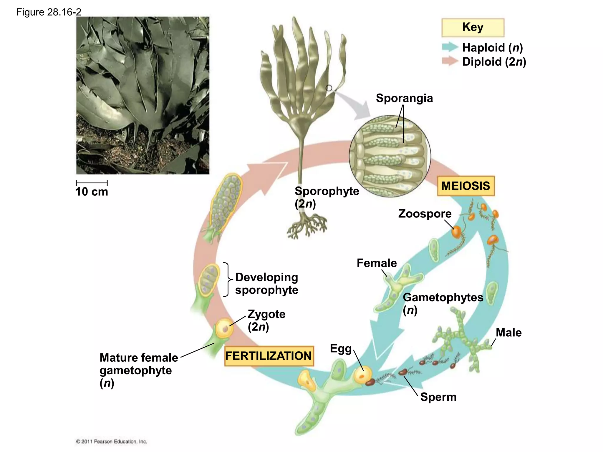 10 cm
Mature female
gametophyte
(n)
Developing
sporophyte
Zygote
(2n)
Haploid (n)
Diploid (2n)
Key
Sporangia
Gametophytes
(n)
Zoospore
Female
Male
Sperm
MEIOSIS
FERTILIZATION
Sporophyte
(2n)
Egg
Figure 28.16-2
 