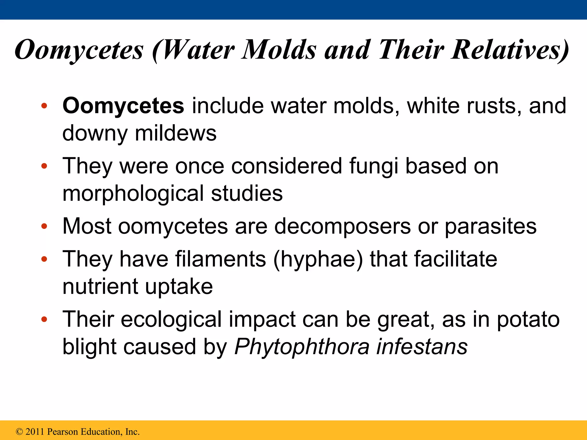 Oomycetes (Water Molds and Their Relatives)
• Oomycetes include water molds, white rusts, and
downy mildews
• They were once considered fungi based on
morphological studies
• Most oomycetes are decomposers or parasites
• They have filaments (hyphae) that facilitate
nutrient uptake
• Their ecological impact can be great, as in potato
blight caused by Phytophthora infestans
© 2011 Pearson Education, Inc.
 