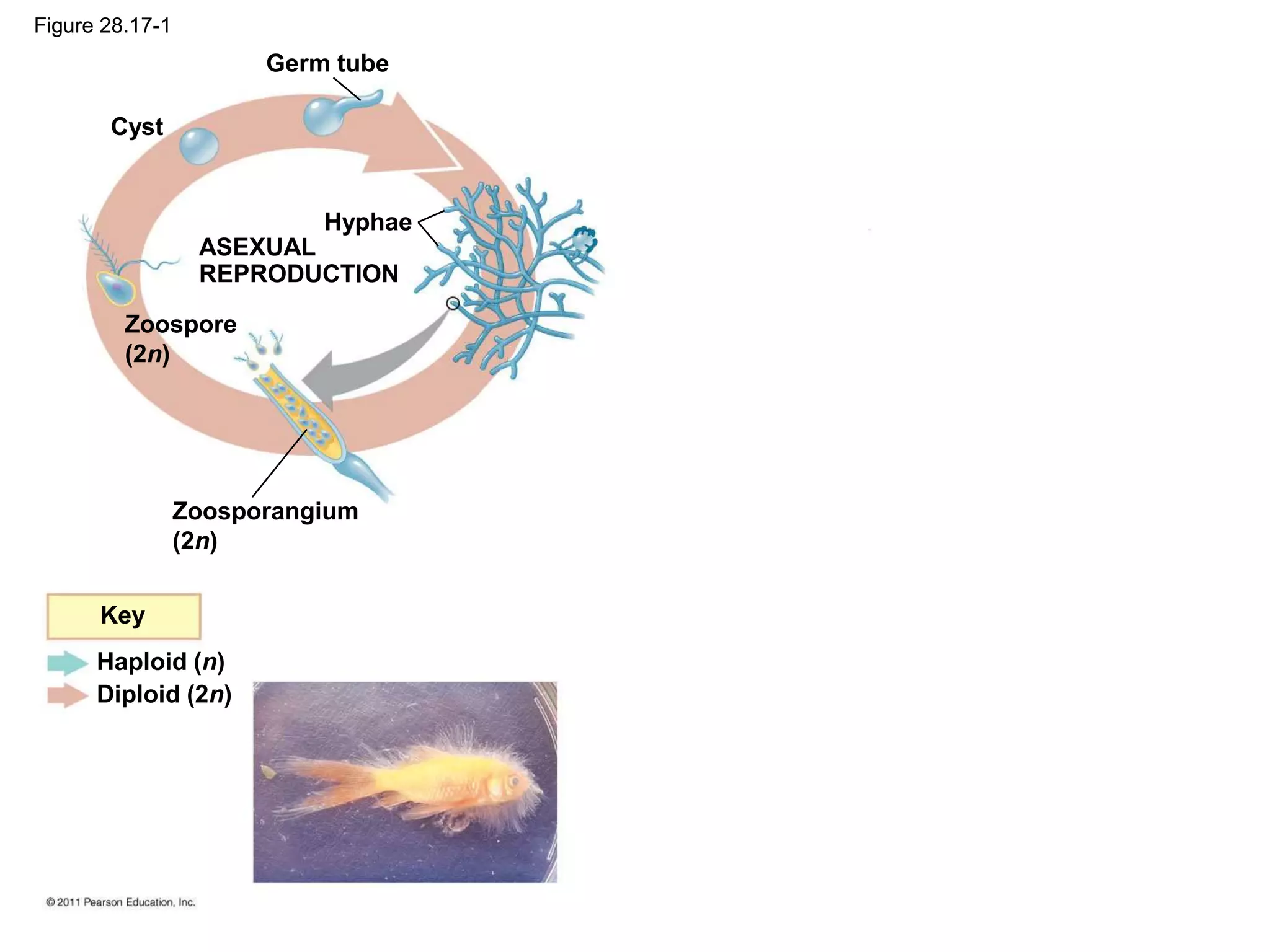 Germ tube
Cyst
Hyphae
ASEXUAL
REPRODUCTION
Zoospore
(2n)
Zoosporangium
(2n)
Key
Haploid (n)
Diploid (2n)
Figure 28.17-1
 