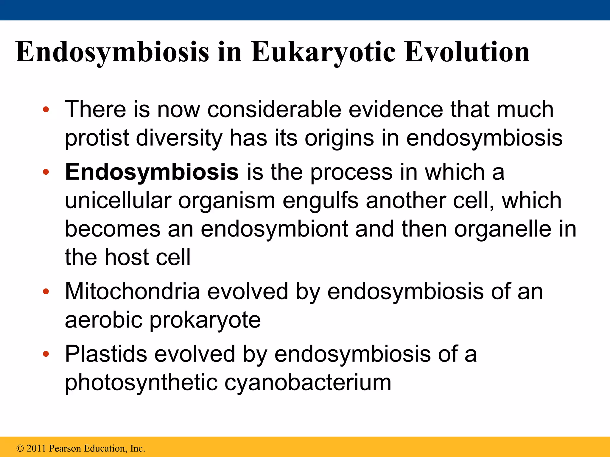 Endosymbiosis in Eukaryotic Evolution
• There is now considerable evidence that much
protist diversity has its origins in endosymbiosis
• Endosymbiosis is the process in which a
unicellular organism engulfs another cell, which
becomes an endosymbiont and then organelle in
the host cell
• Mitochondria evolved by endosymbiosis of an
aerobic prokaryote
• Plastids evolved by endosymbiosis of a
photosynthetic cyanobacterium
© 2011 Pearson Education, Inc.
 