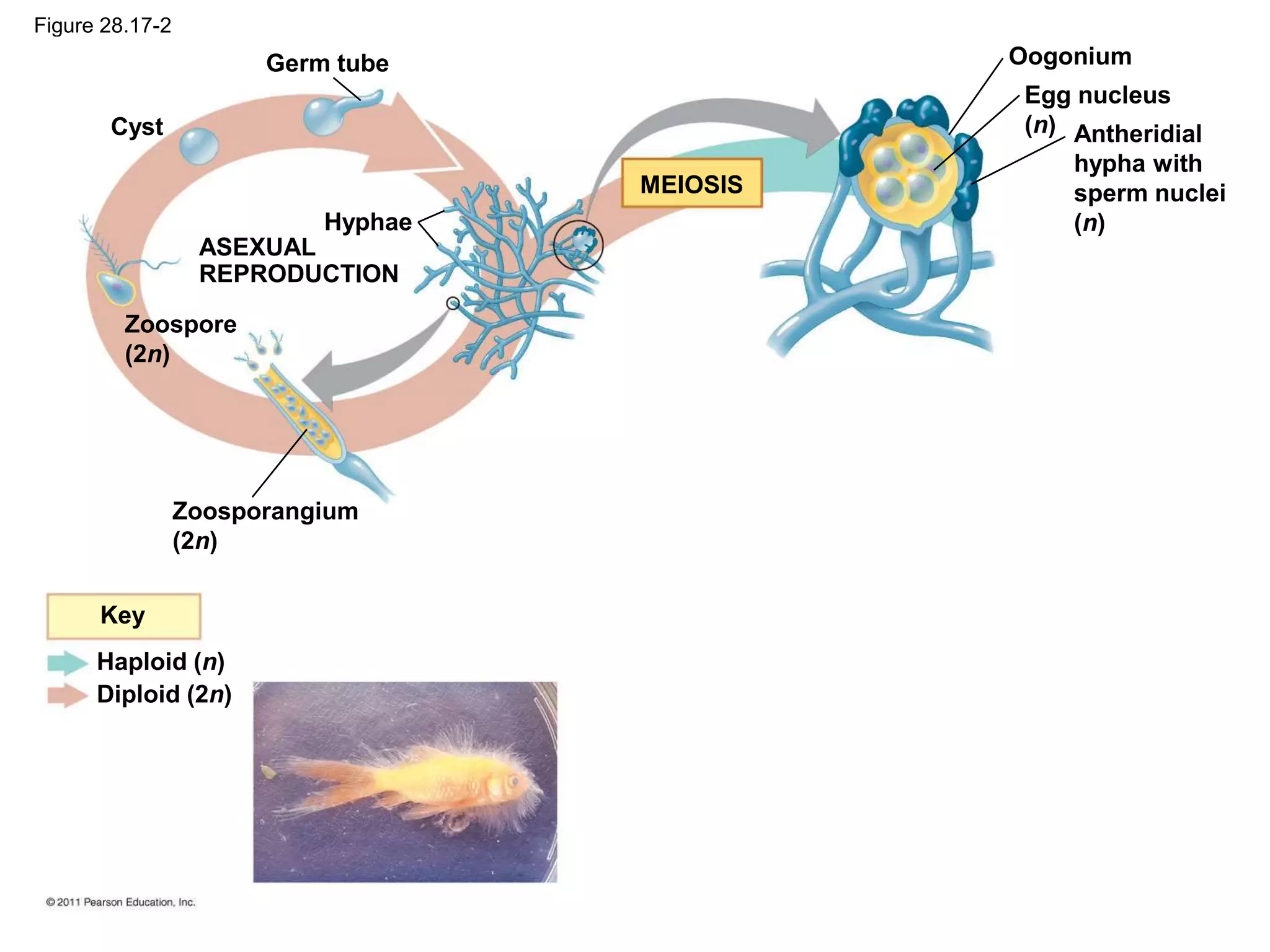 Figure 28.17-2
Germ tube
Cyst
Hyphae
ASEXUAL
REPRODUCTION
Zoospore
(2n)
Zoosporangium
(2n)
Key
Haploid (n)
Diploid (2n)
MEIOSIS
Antheridial
hypha with
sperm nuclei
(n)
Egg nucleus
(n)
Oogonium
 