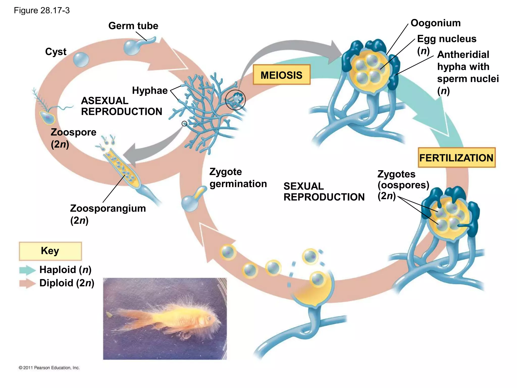 Figure 28.17-3
Germ tube
Cyst
Hyphae
ASEXUAL
REPRODUCTION
Zoospore
(2n)
Zoosporangium
(2n)
Zygote
germination SEXUAL
REPRODUCTION
Key
Haploid (n)
Diploid (2n)
MEIOSIS
FERTILIZATION
Zygotes
(oospores)
(2n)
Antheridial
hypha with
sperm nuclei
(n)
Egg nucleus
(n)
Oogonium
 